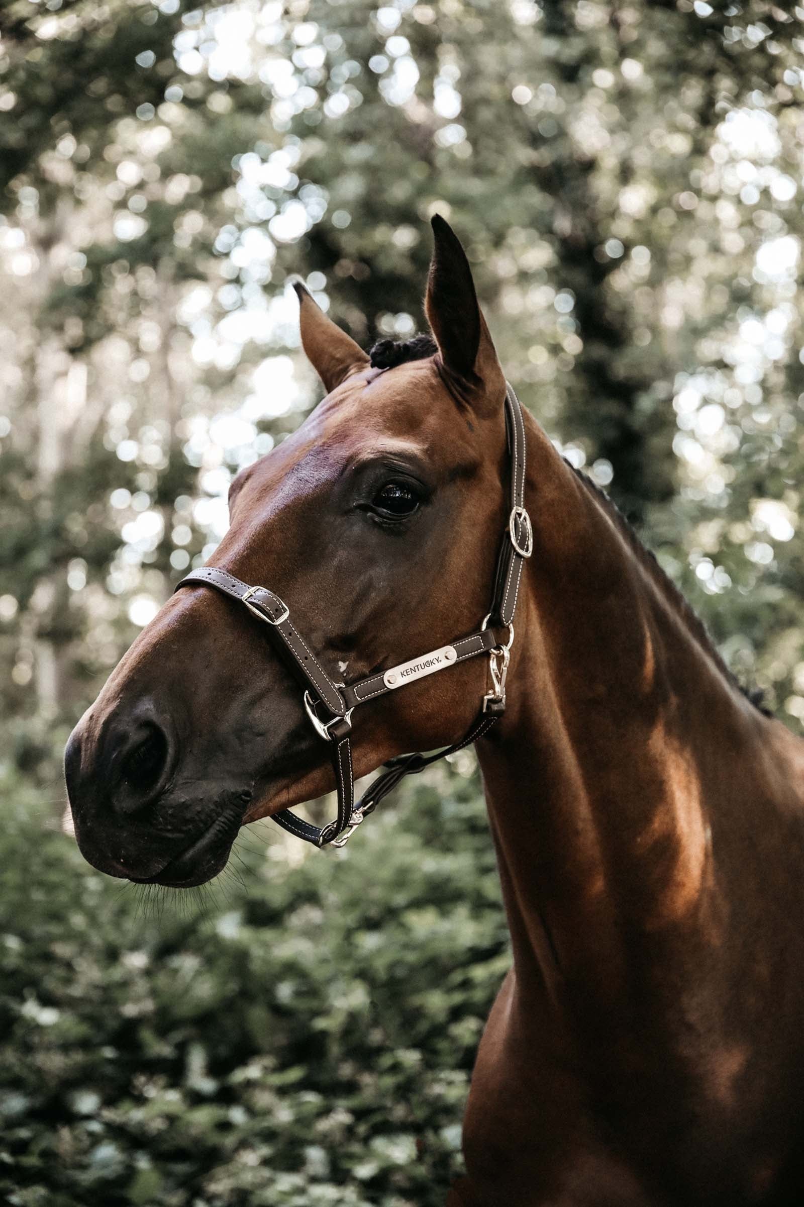 Kentucky Horsewear Neck Strap For Flexible Faux Leather Halter Halters & Leads