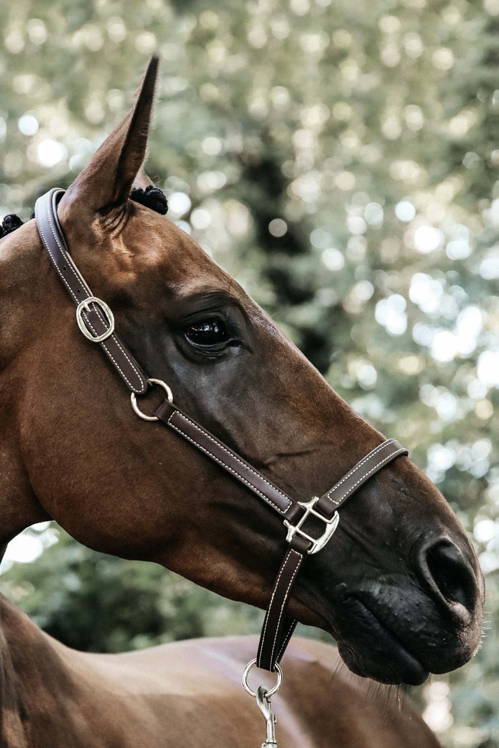 Kentucky Horsewear Flexible Leather Halter Neck Piece Halters & Leads