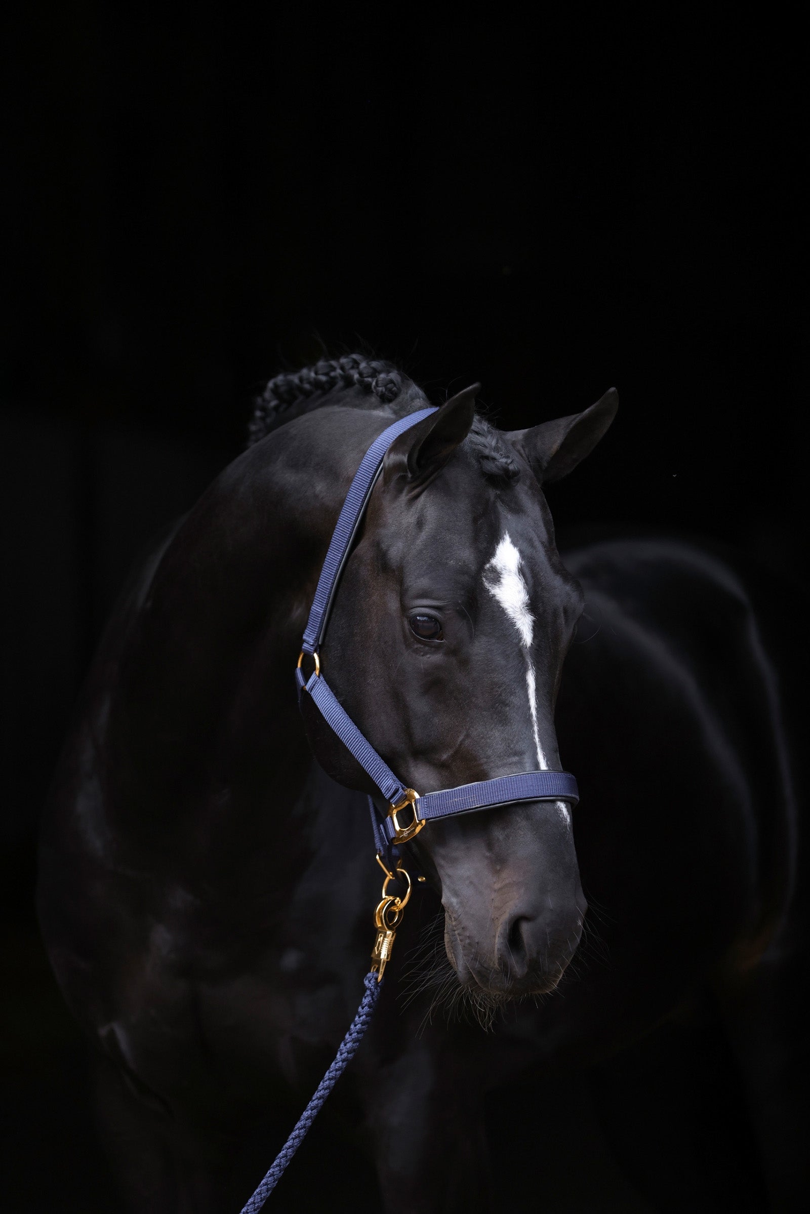 Covalliero TopLine halster Halsters & Halstertouwen