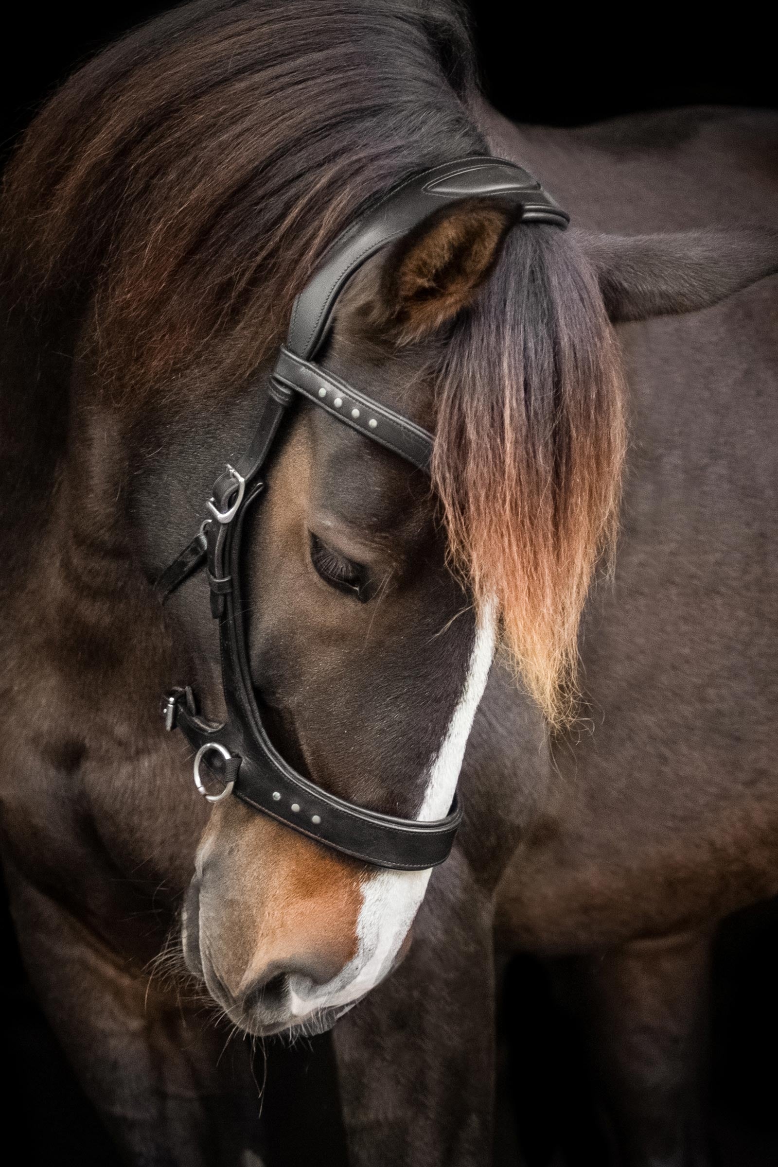 F.R.A. Freedom Riding Articles Glory Sidepull With Reins (System 3), black Bridles & Reins