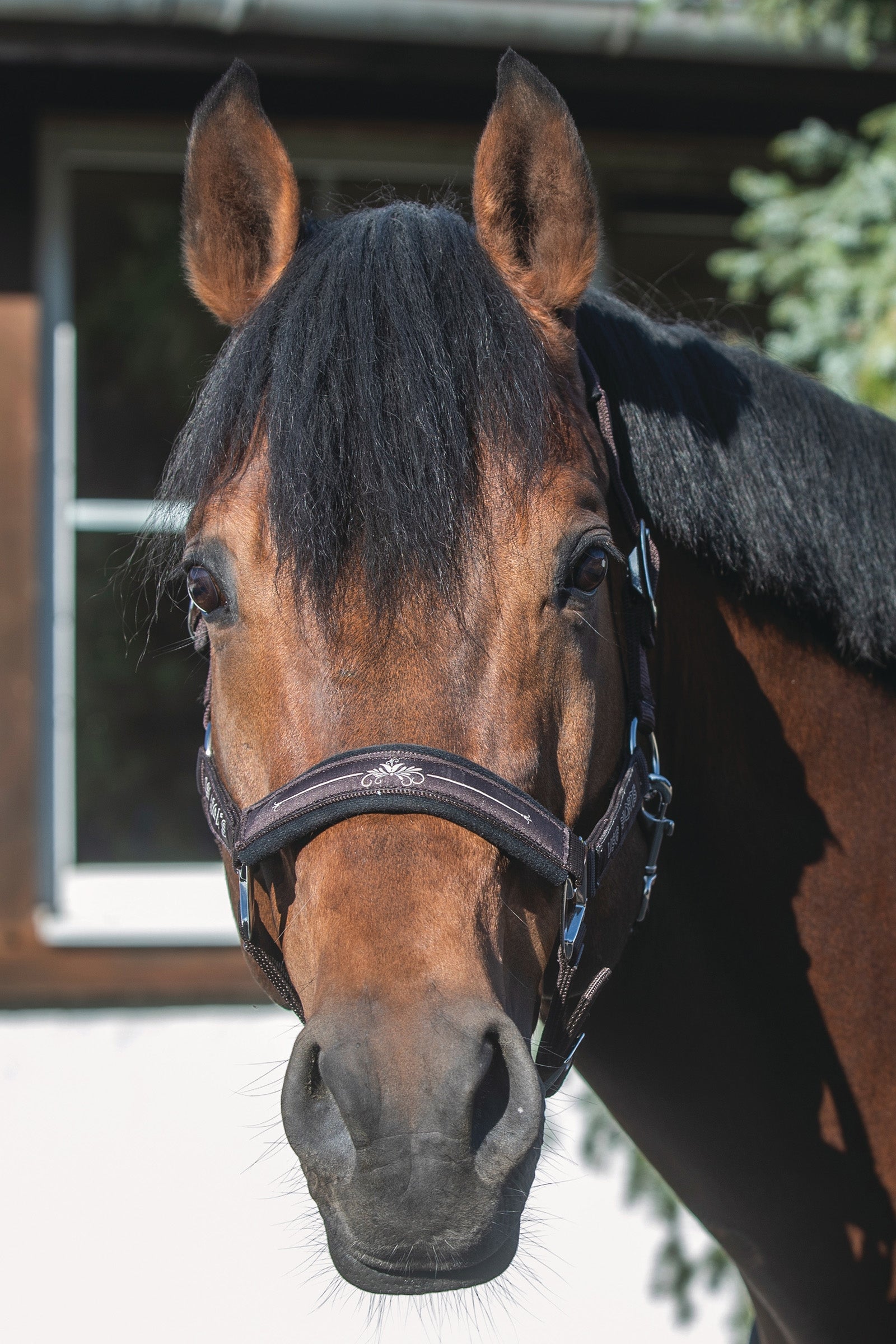 USG Rosi Halter Halsters & Halstertouwen
