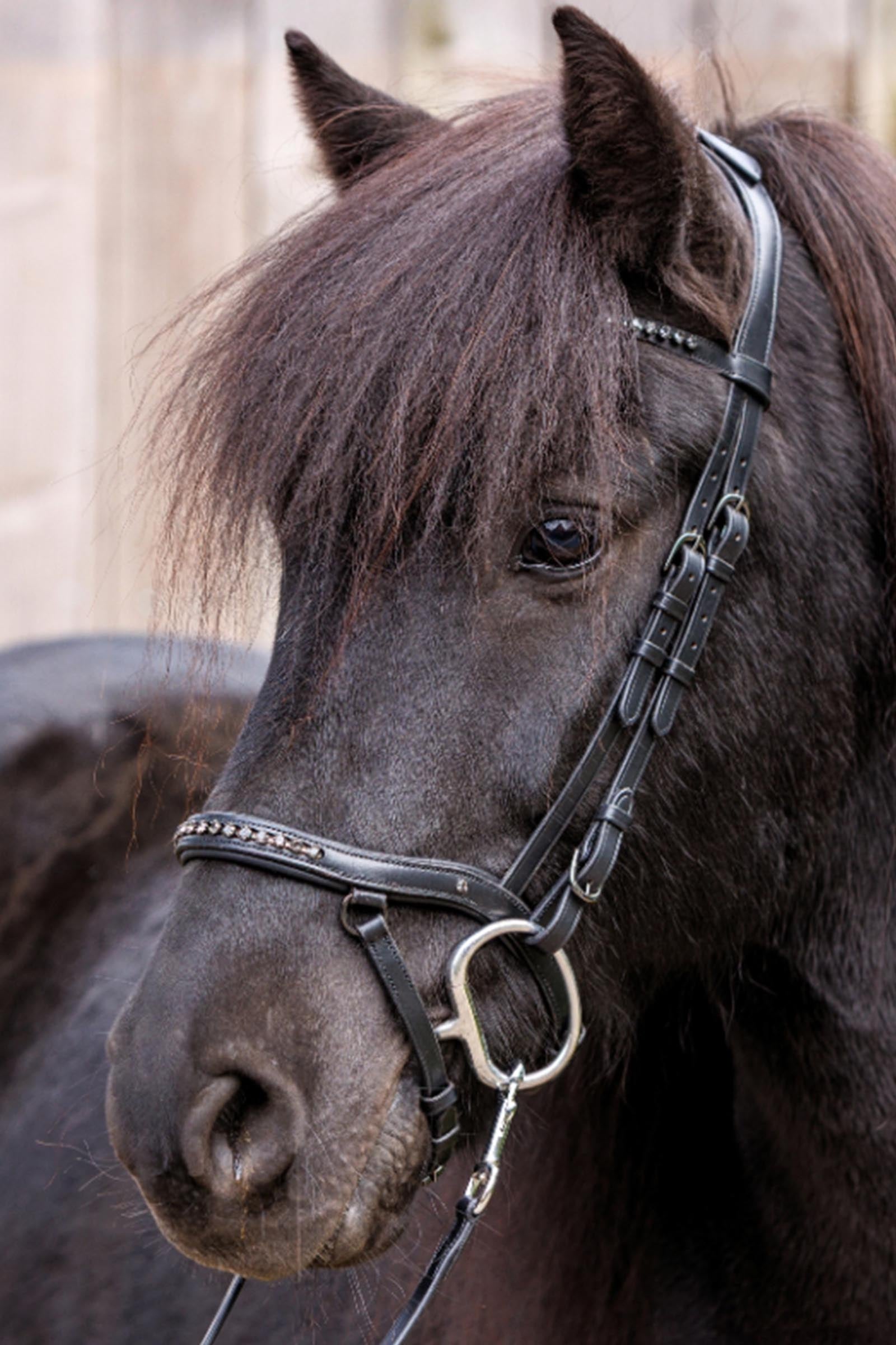 Kavalkade Jorunn Icelandic Bridle Bridles & Reins
