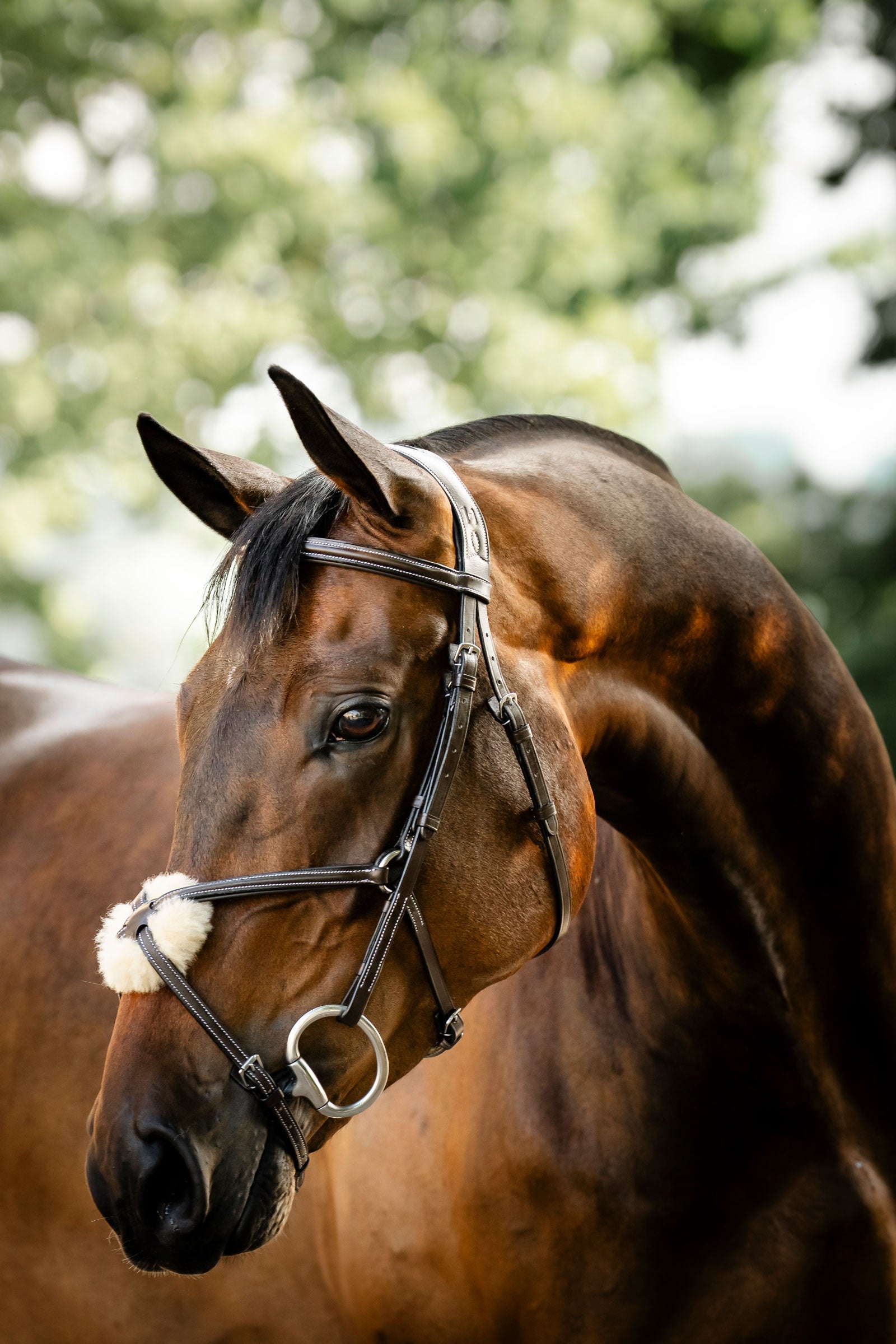 Horseware hoofdstel met figuur-8 neusriem Hoofdstellen & Teugels