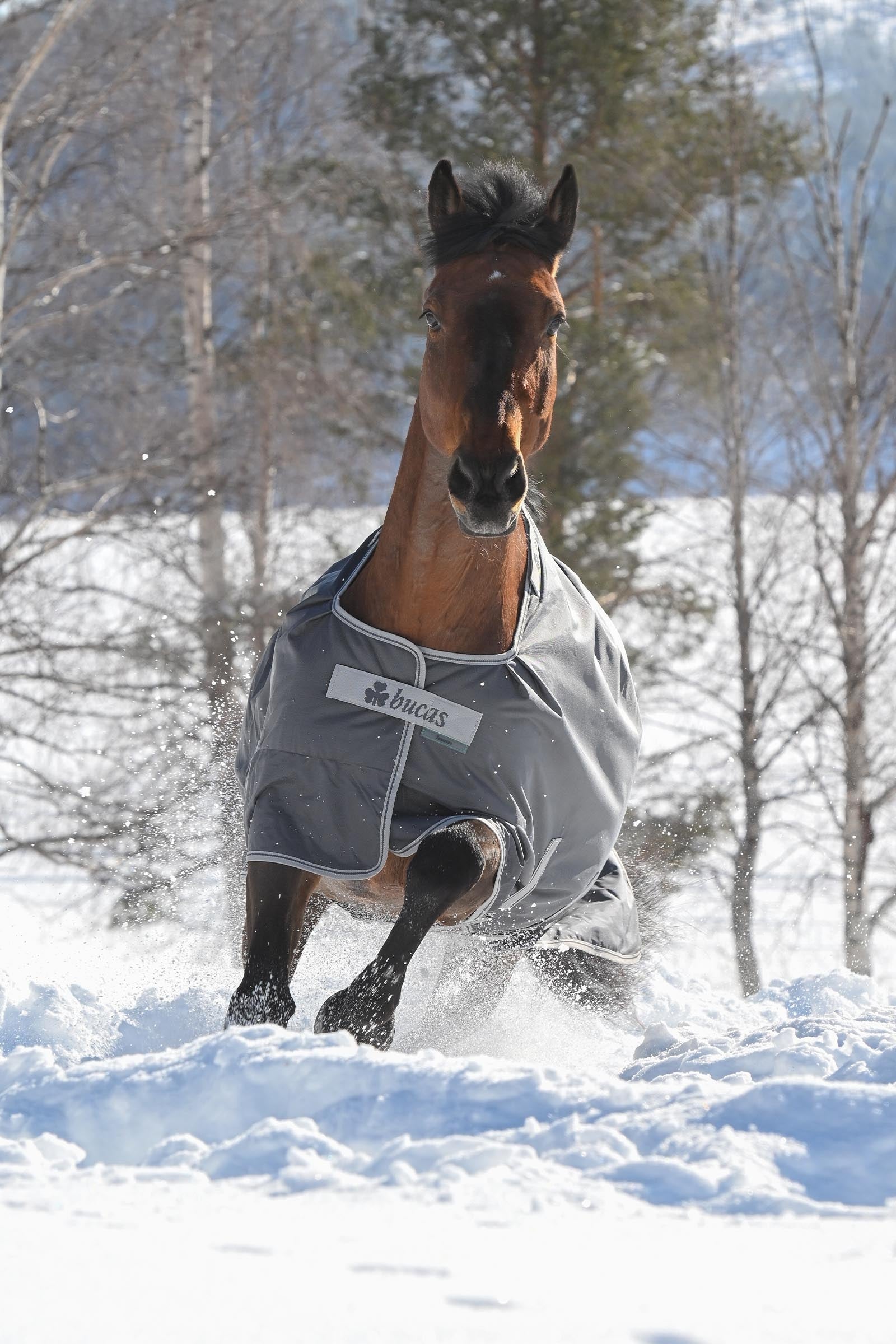 Bucas Smartex Extra Rug 300g Horse Rugs