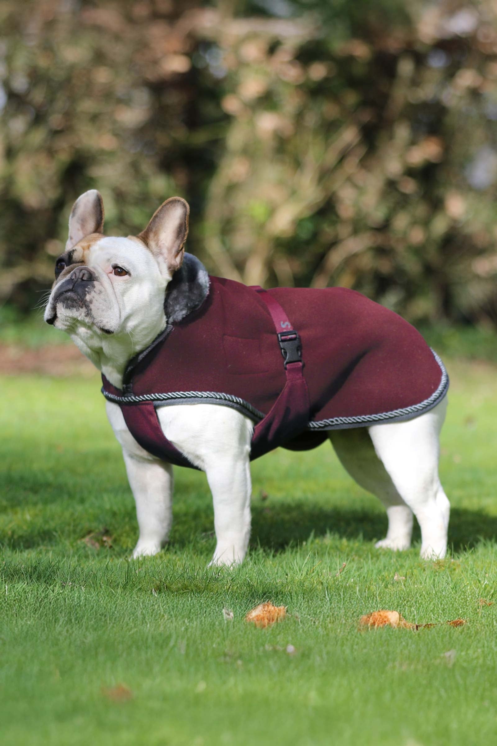Bucas Show-Line Dog Rug Hond