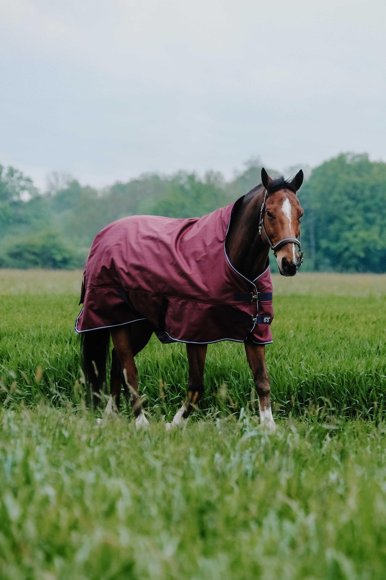 EQUITHÈME TYREX 1200D deken met hoge hals, 50 g Paardendekens