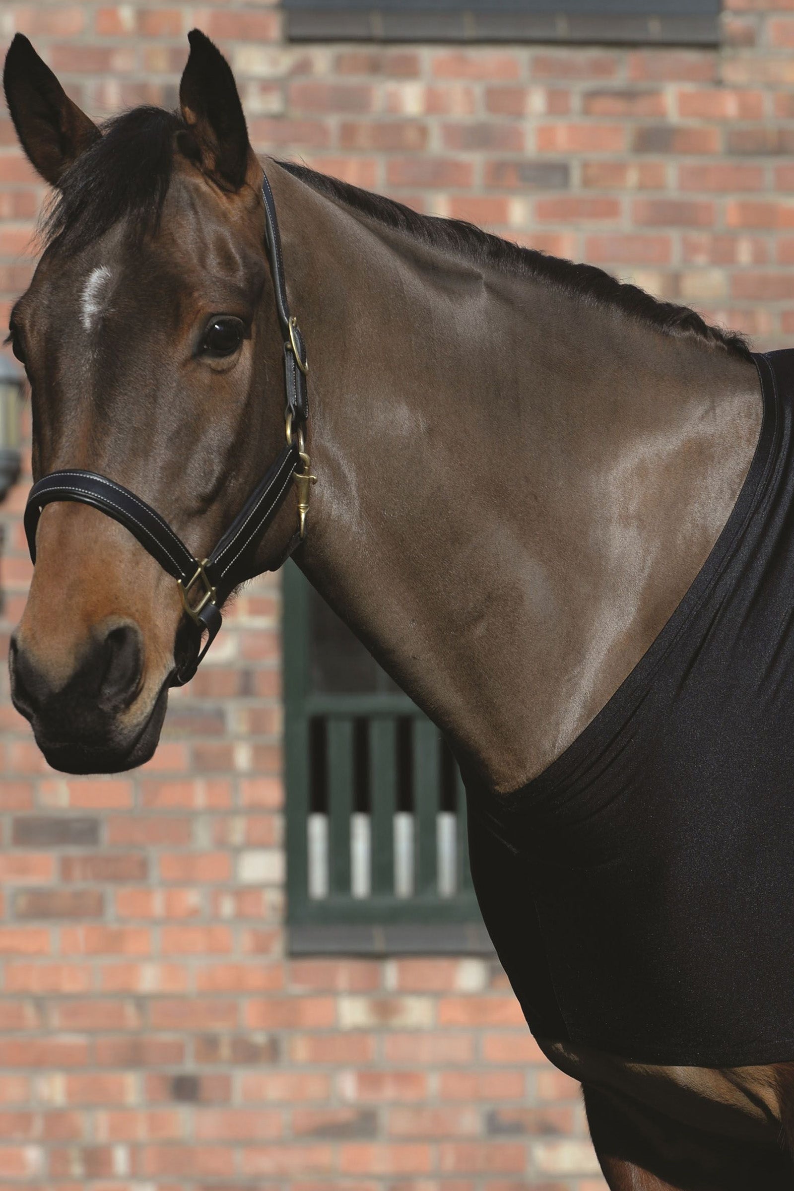 Weatherbeeta Stretch Borstbeschermer Paardendekens