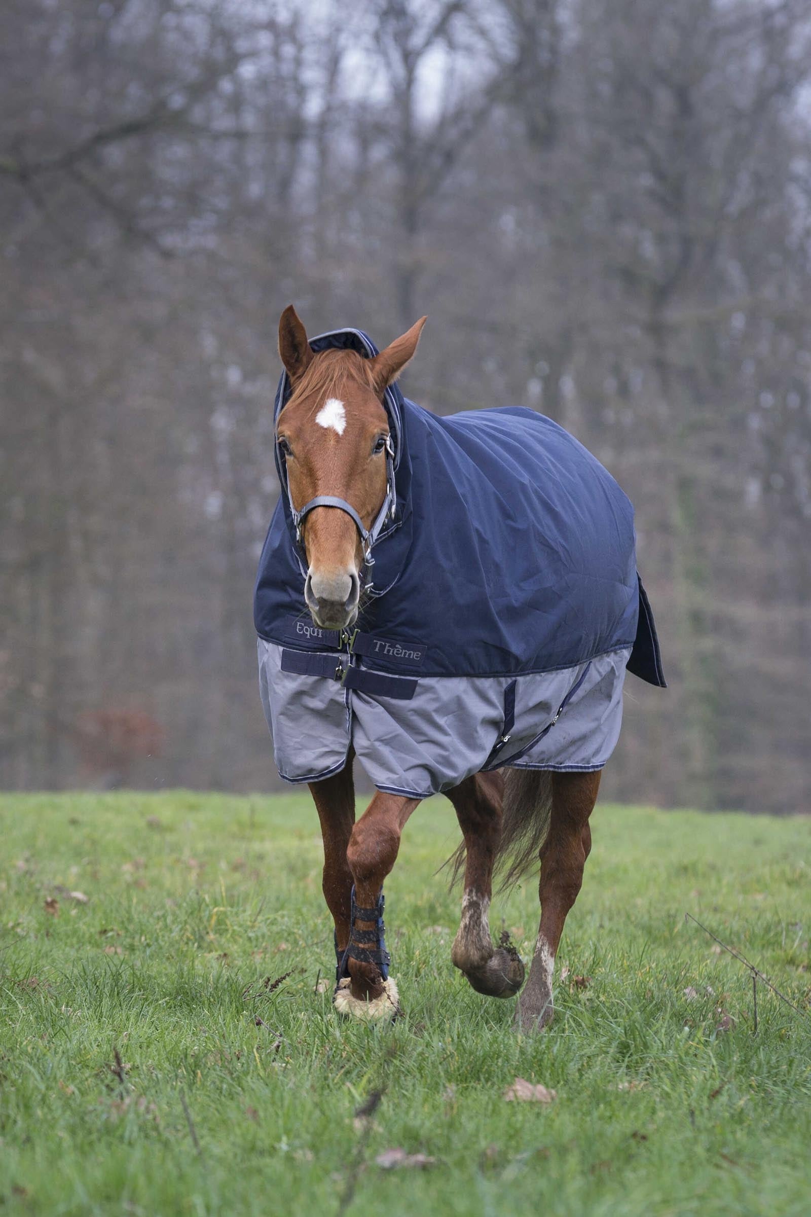 EQUITHÈME TYREX 600D Combo Rug, 350 g Horse Rugs