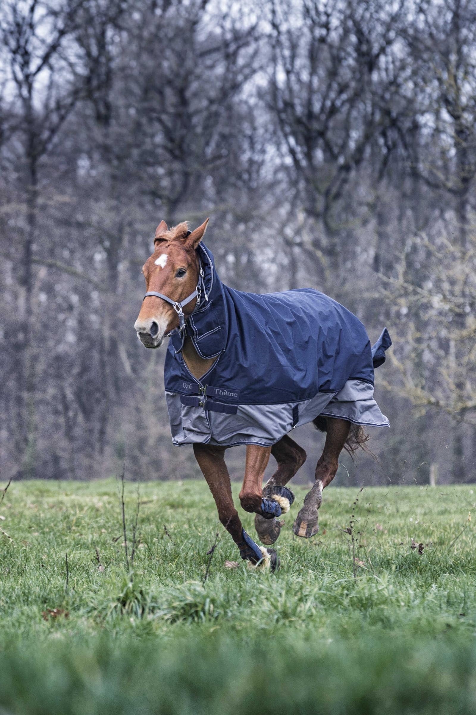 EQUITHÈME TYREX 600D Combo Rug, 350 g Horse Rugs