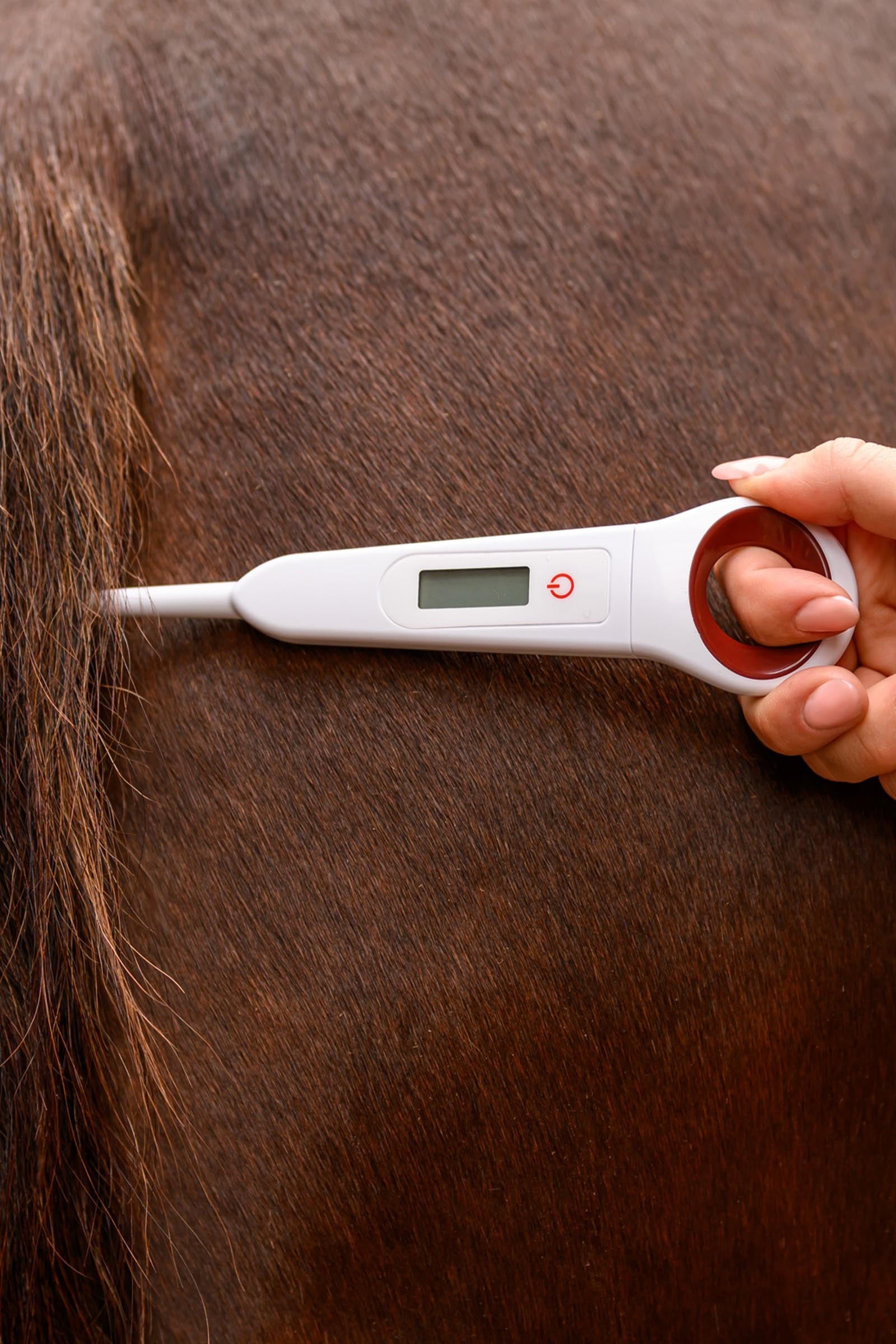 Waldhausen Digital Thermometer for Horses Horse Health Care