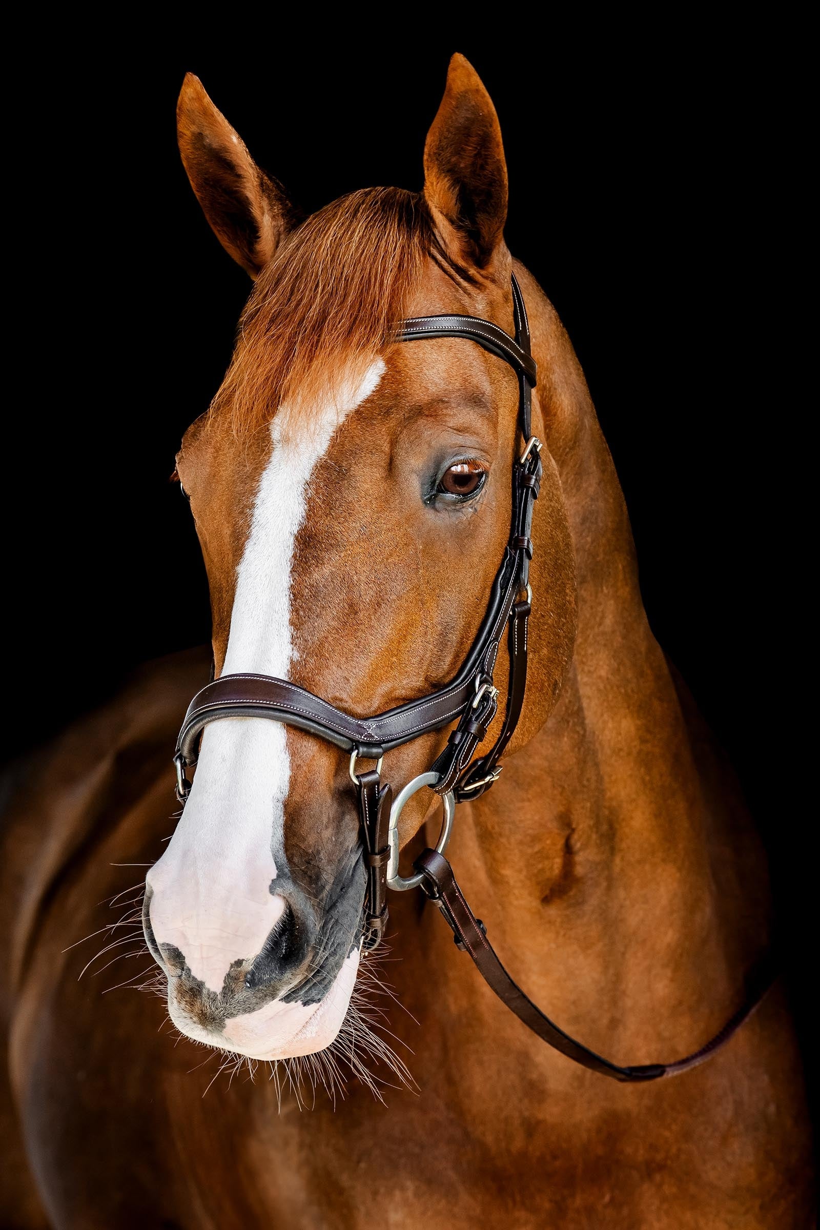 Horseware Rambo Micklem Competition Bridle Bridles & Reins