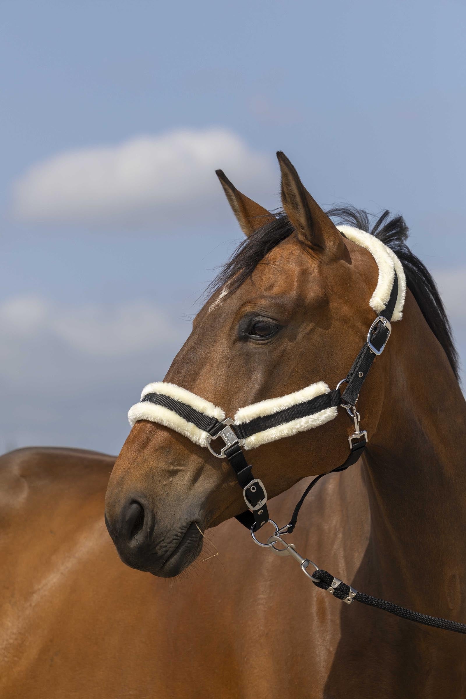 EQUITHÈME Nylon Mouton halster Halsters & Halstertouwen