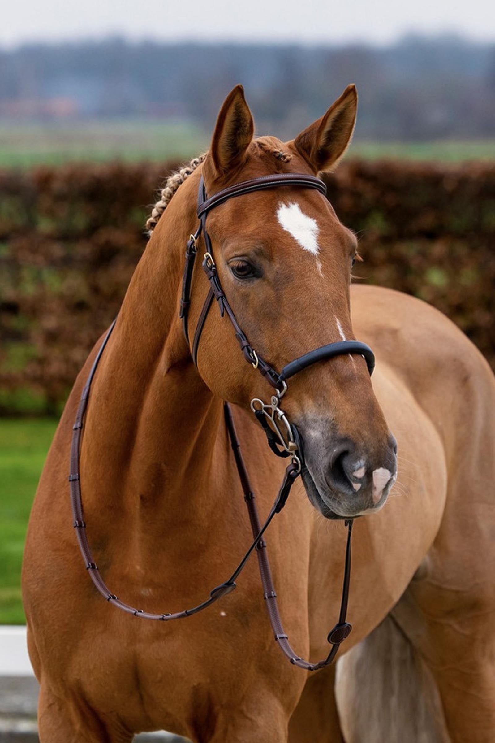 Trust Equestrian Hickstead Hackamore Bridle Bridles & Reins