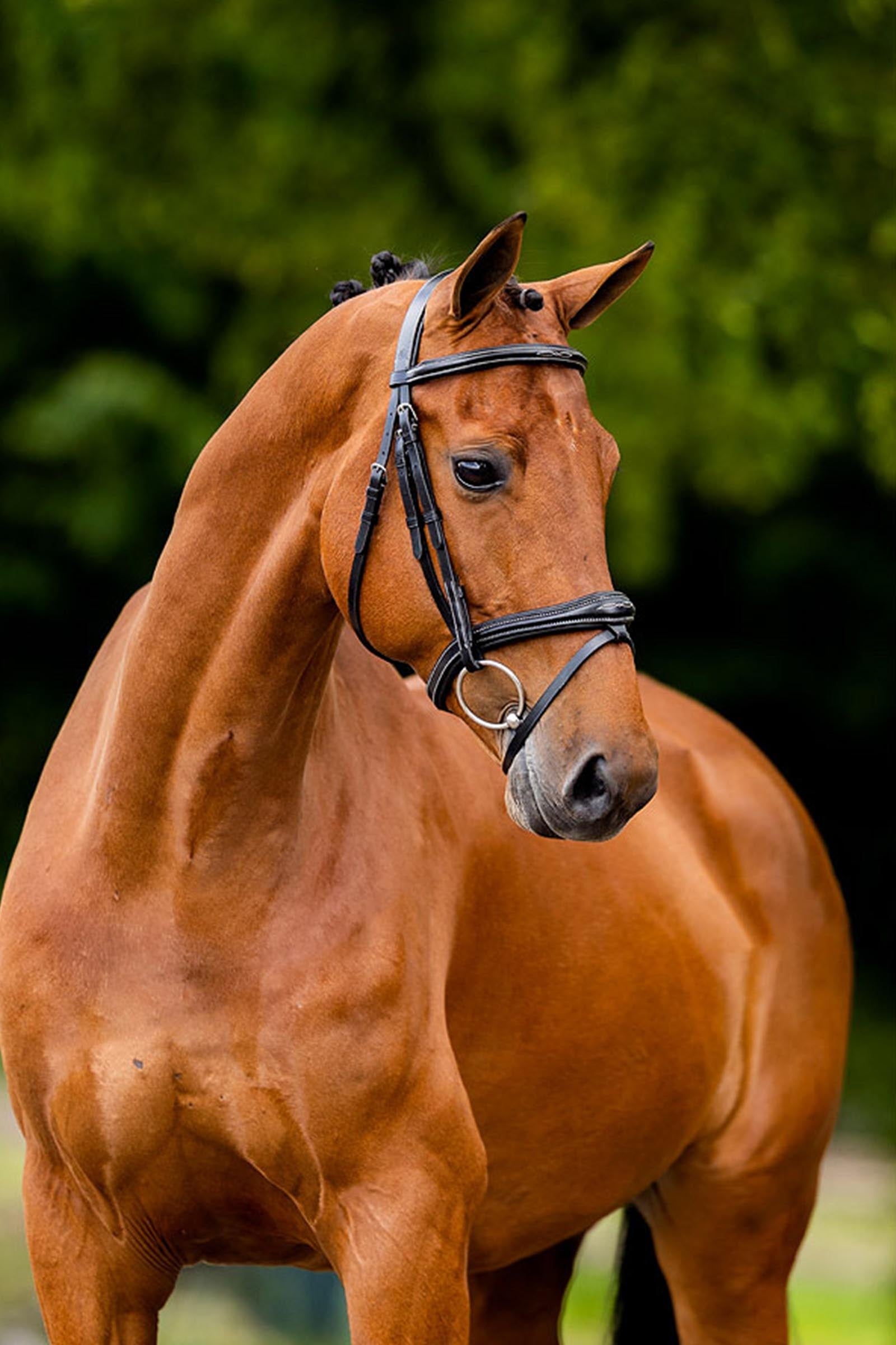 BR Cheltenham Bridle Bridles & Reins