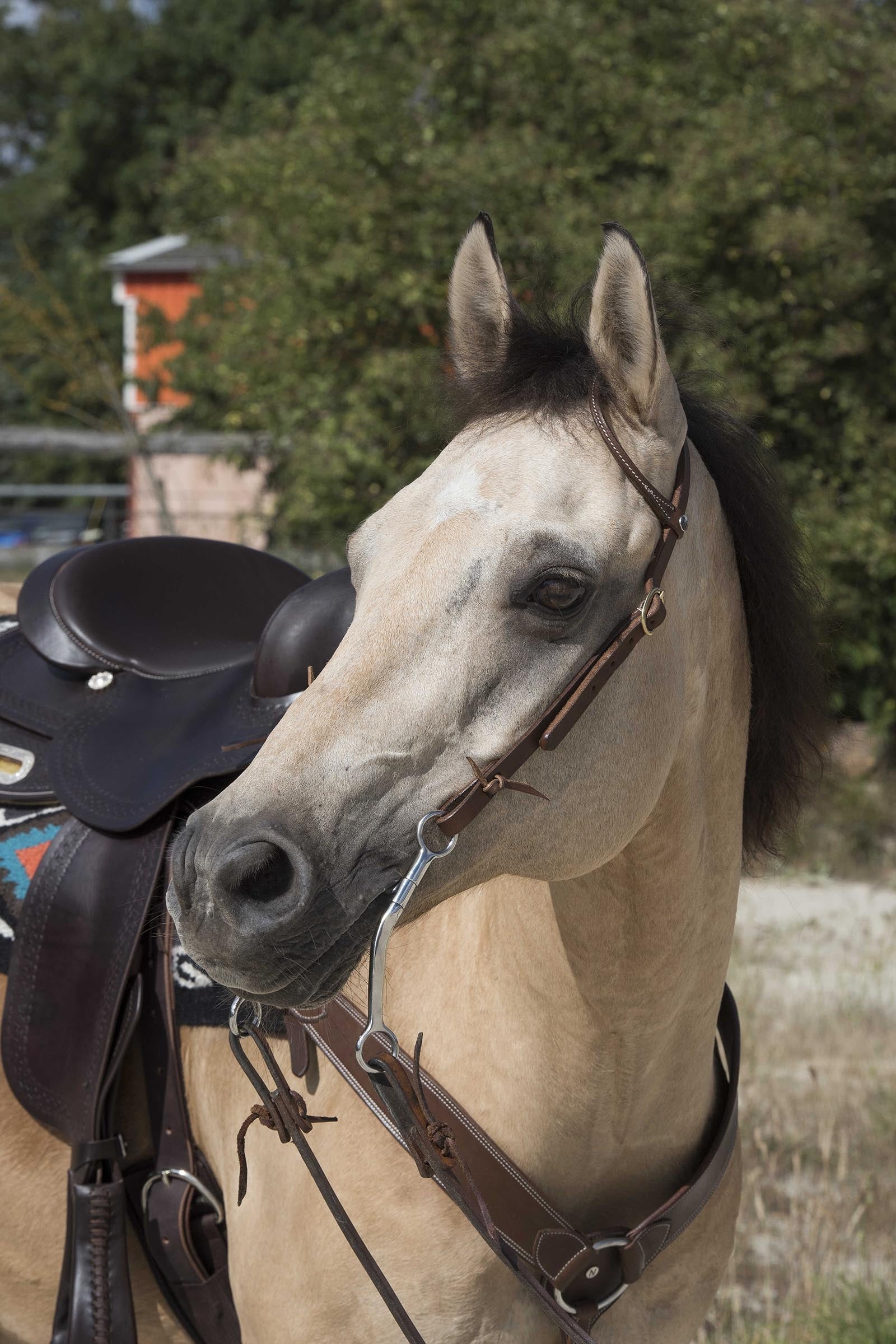 WESTRIDE Bridle By Franck Perret 1-Ear Bridles & Reins