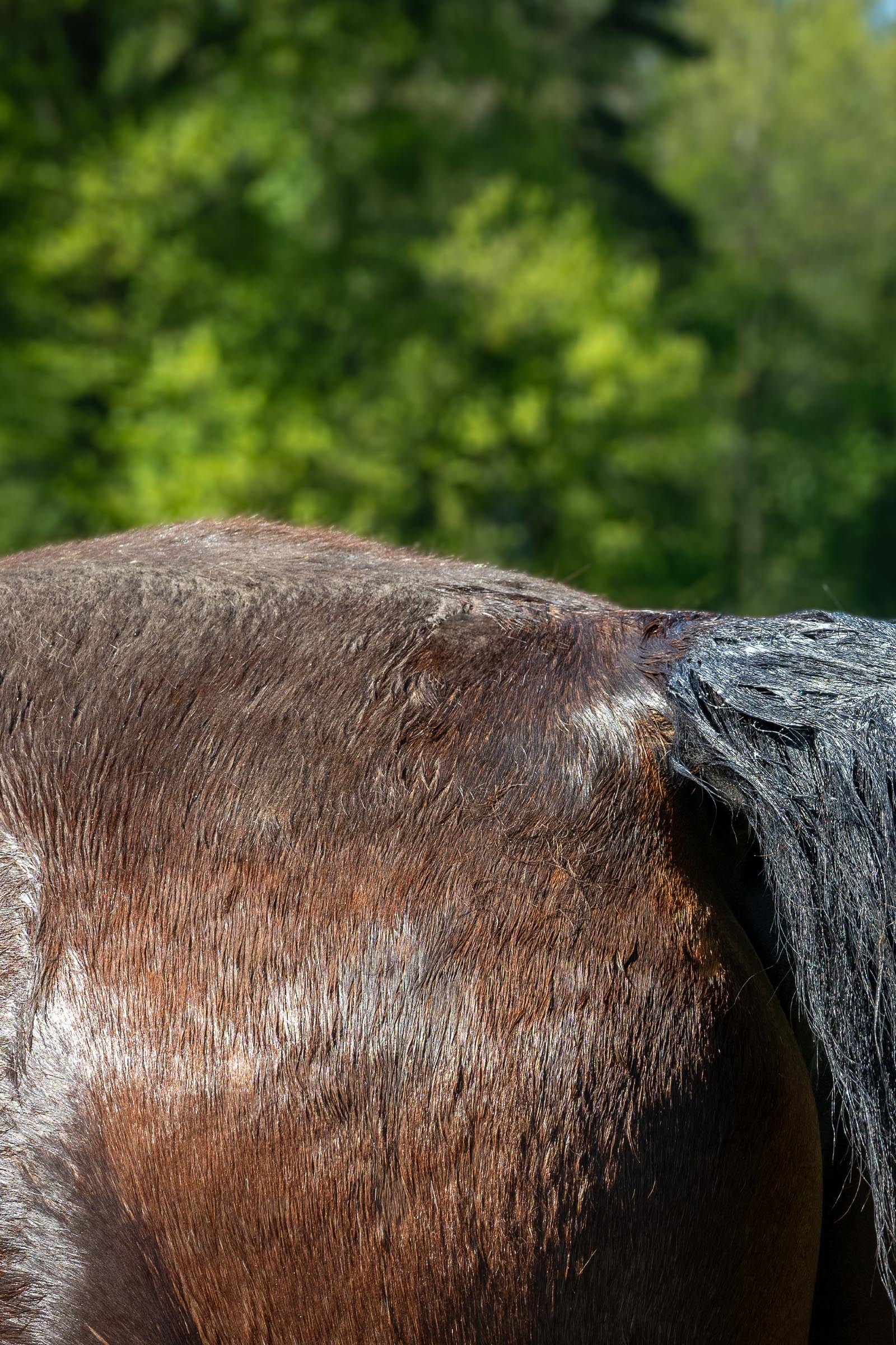 Kevin Bacon´s Kevin Bacon's Active Soap, 100g Horse Health Care