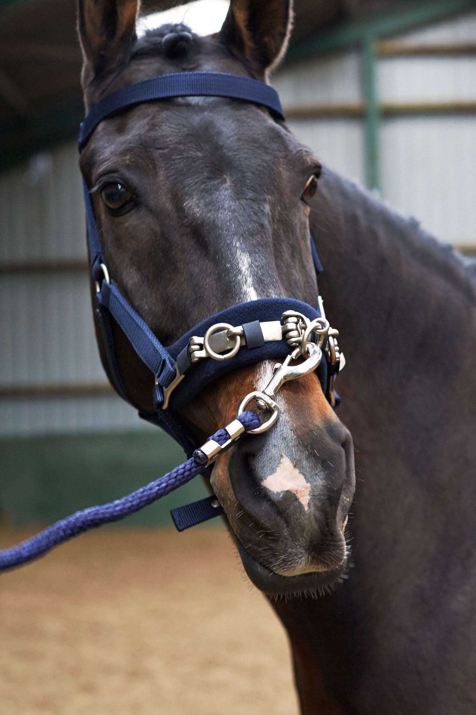 John Whitaker JW Lunge Cavasson Halters & Leads