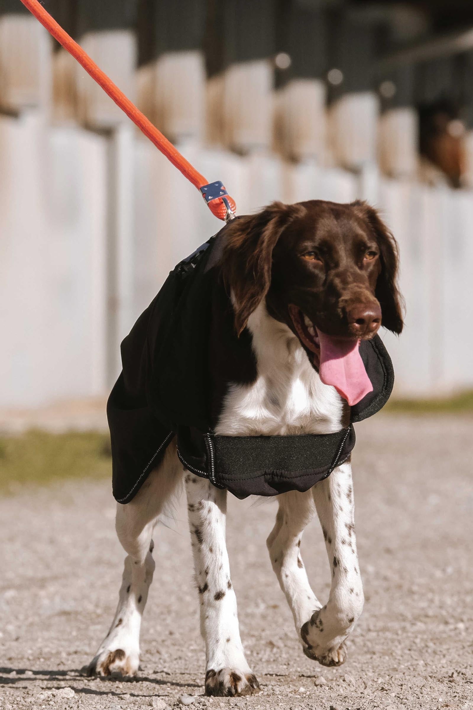 EQUITHÈME Softshell Dog Rug Dog Accesories