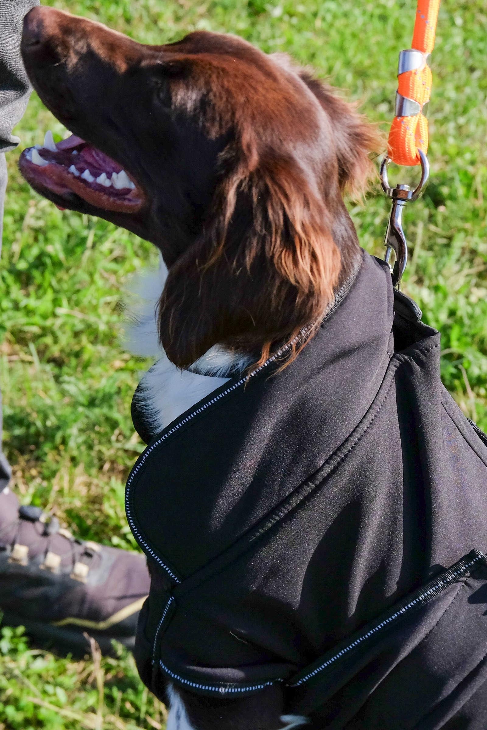 EQUITHÈME Softshell Dog Rug Dog Accesories