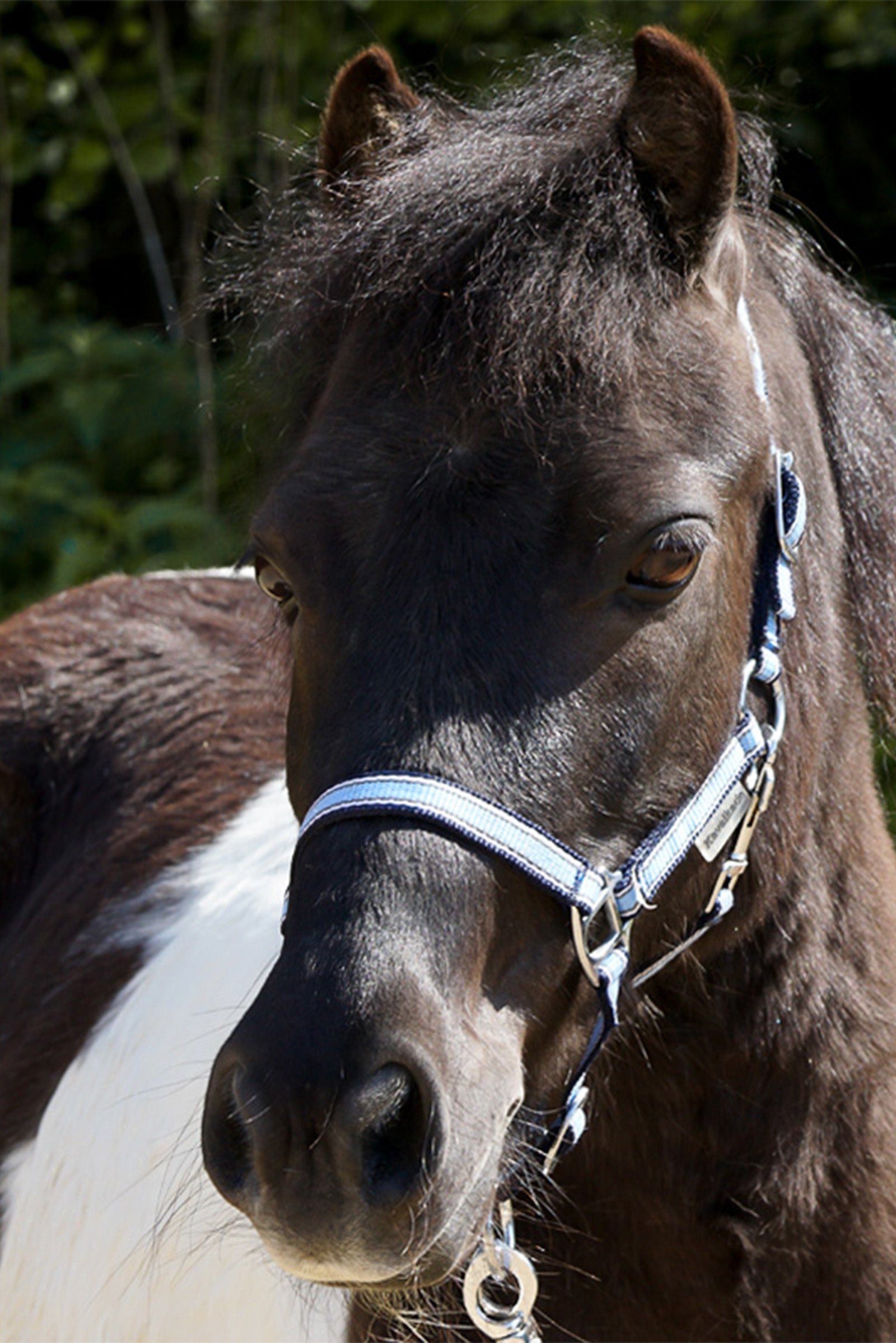 Kavalkade Shorty Shetty Halter Pony & Shetland Tac