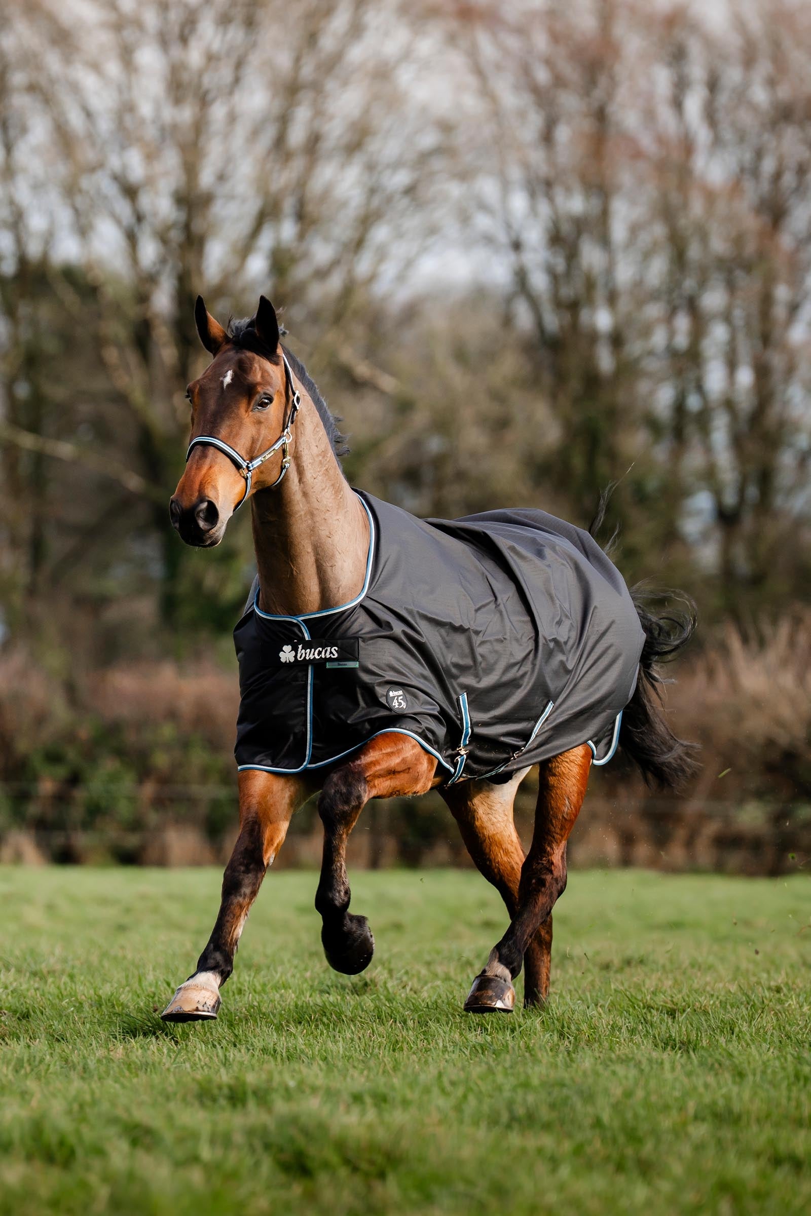 Bucas Anniversary Light SD Turnout Rug, 150g Horse Rugs