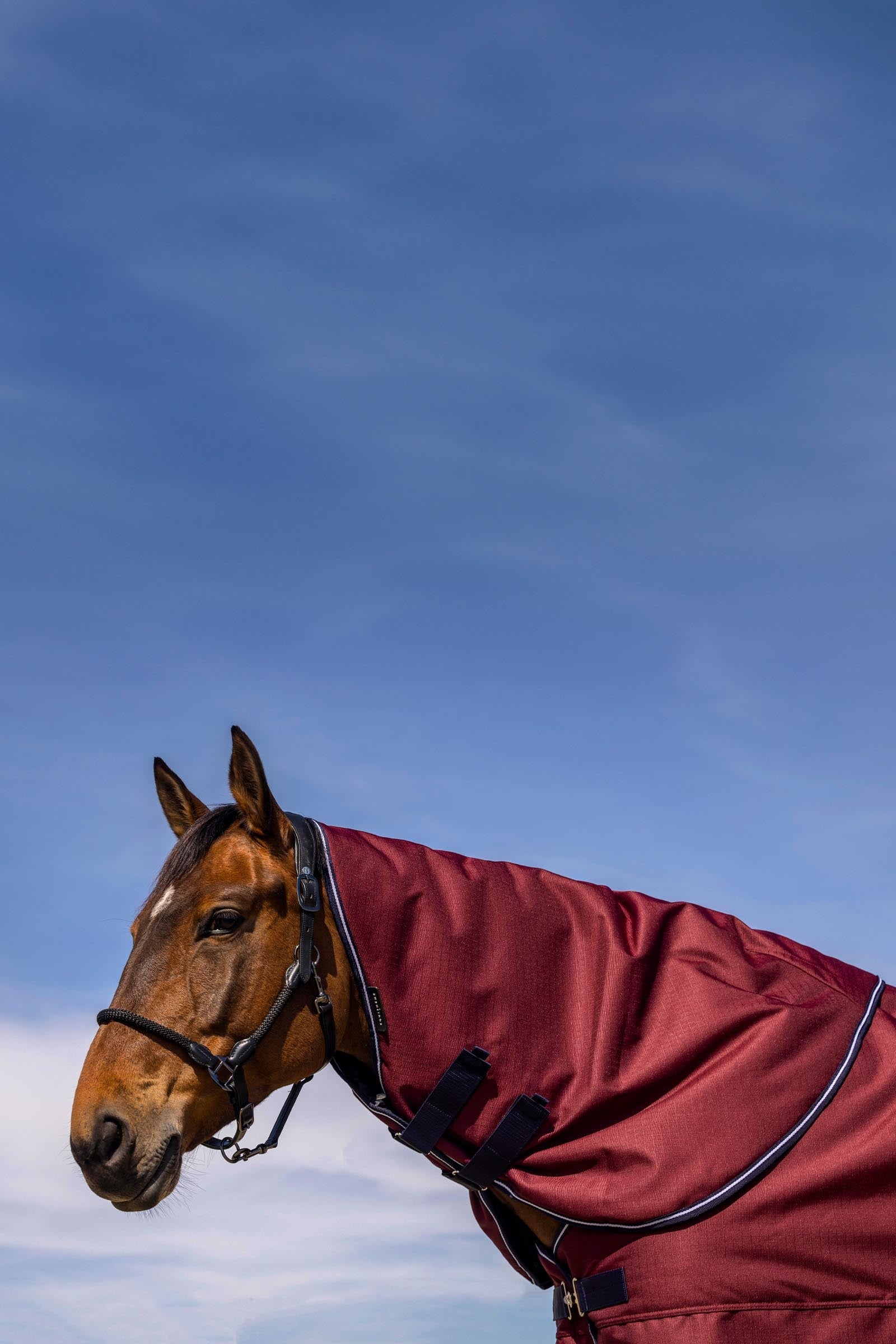 EQUITHÈME TYREX 1200D halsstuk, 200 g Paardendekens