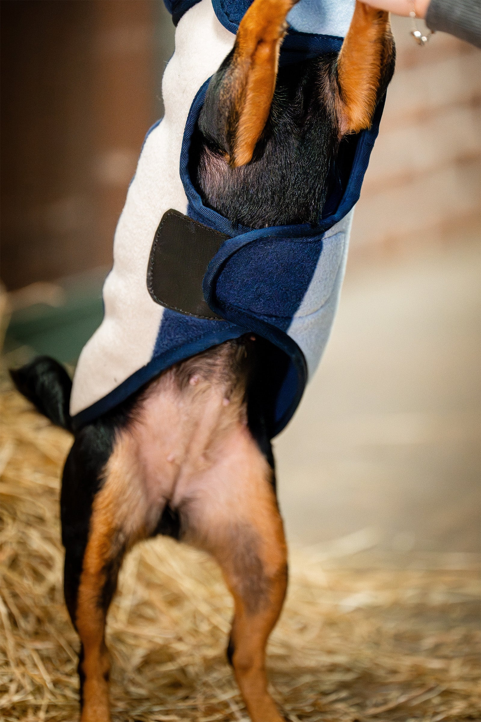 Horseware Signature Dog Fleece Dog Accesories