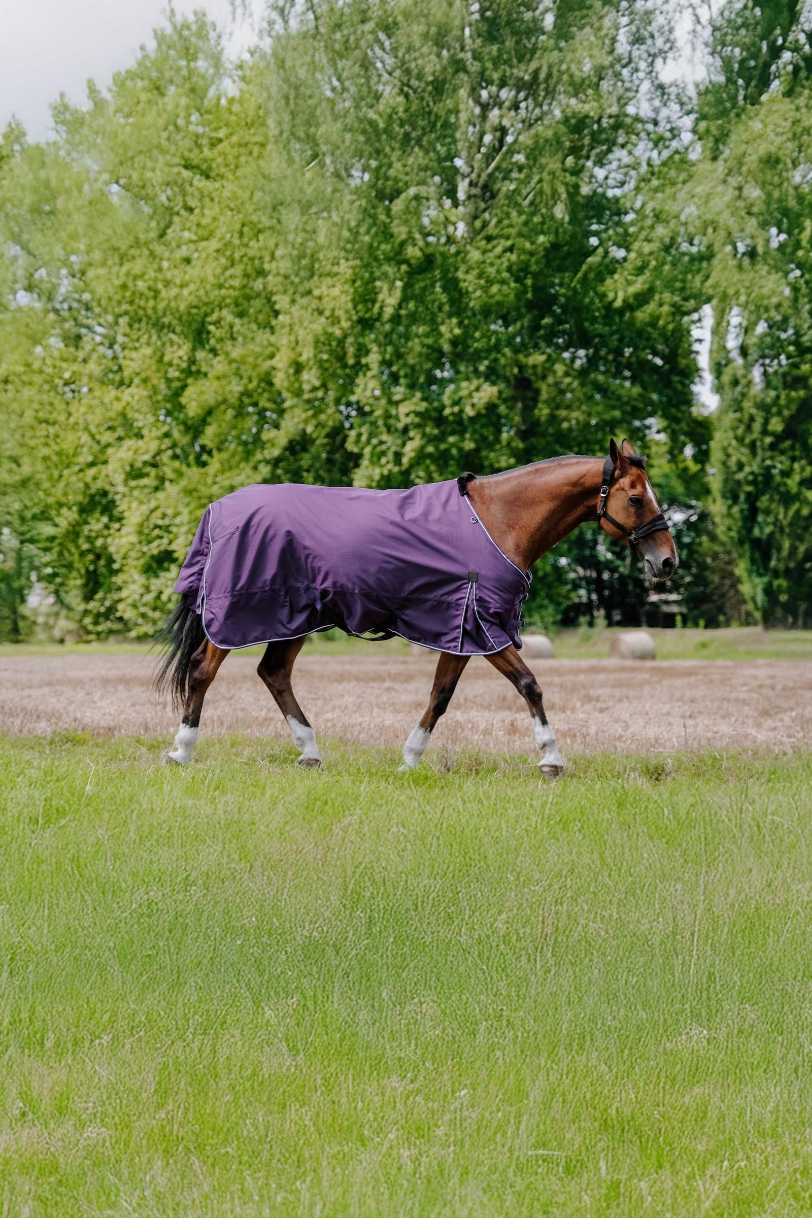 EQUITHÈME TYREX Aisance 600D outdoordeken, 300 g Paardendekens