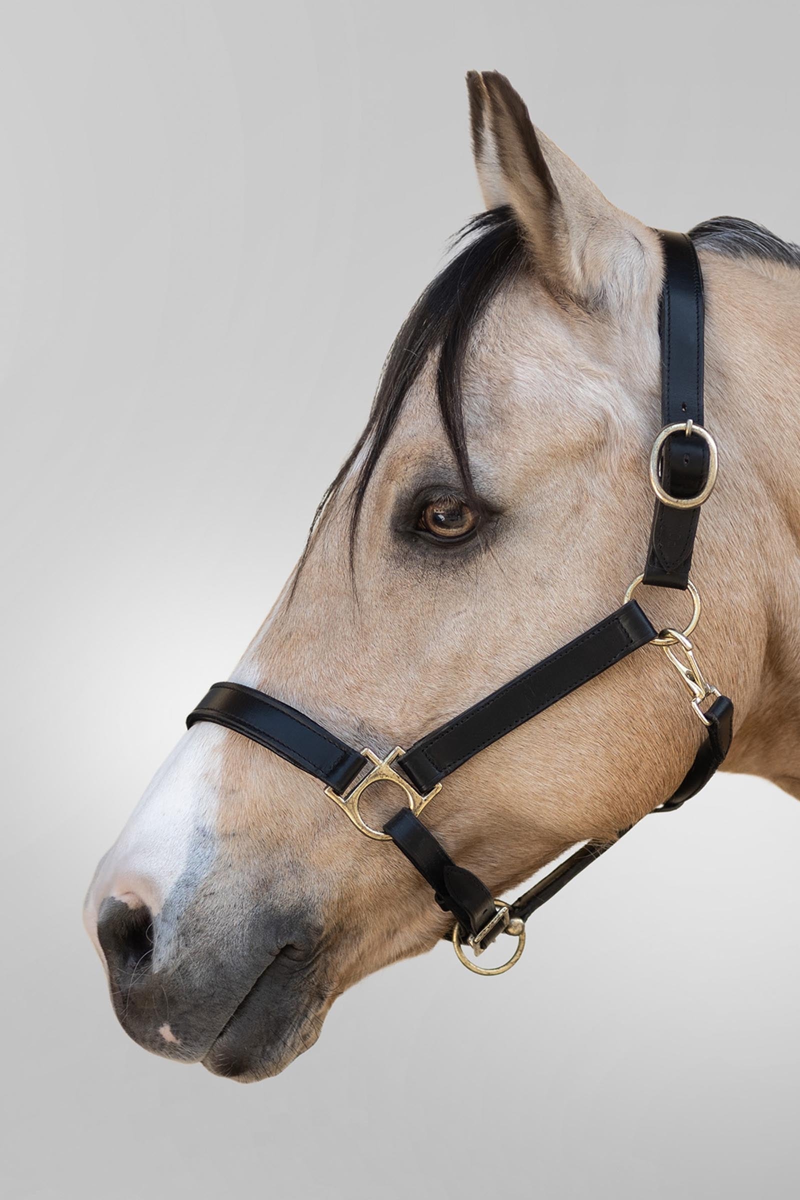 Star Robus Leather Halter Halters & Leads