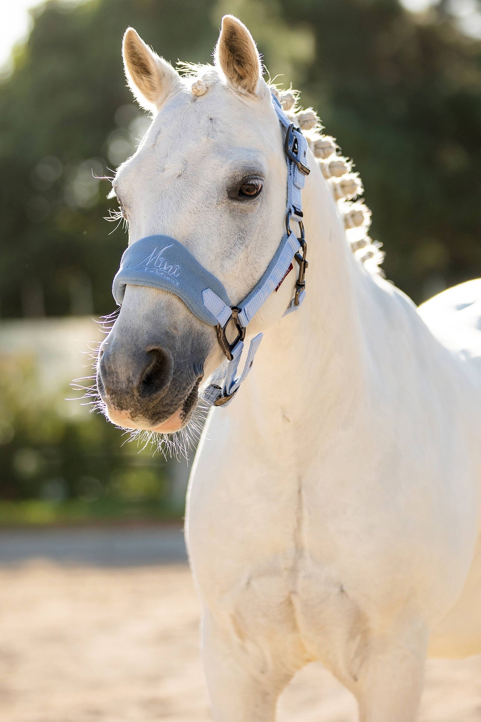 LeMieux Mini Vogue Headcollar & Leadrope Gifts & Toys