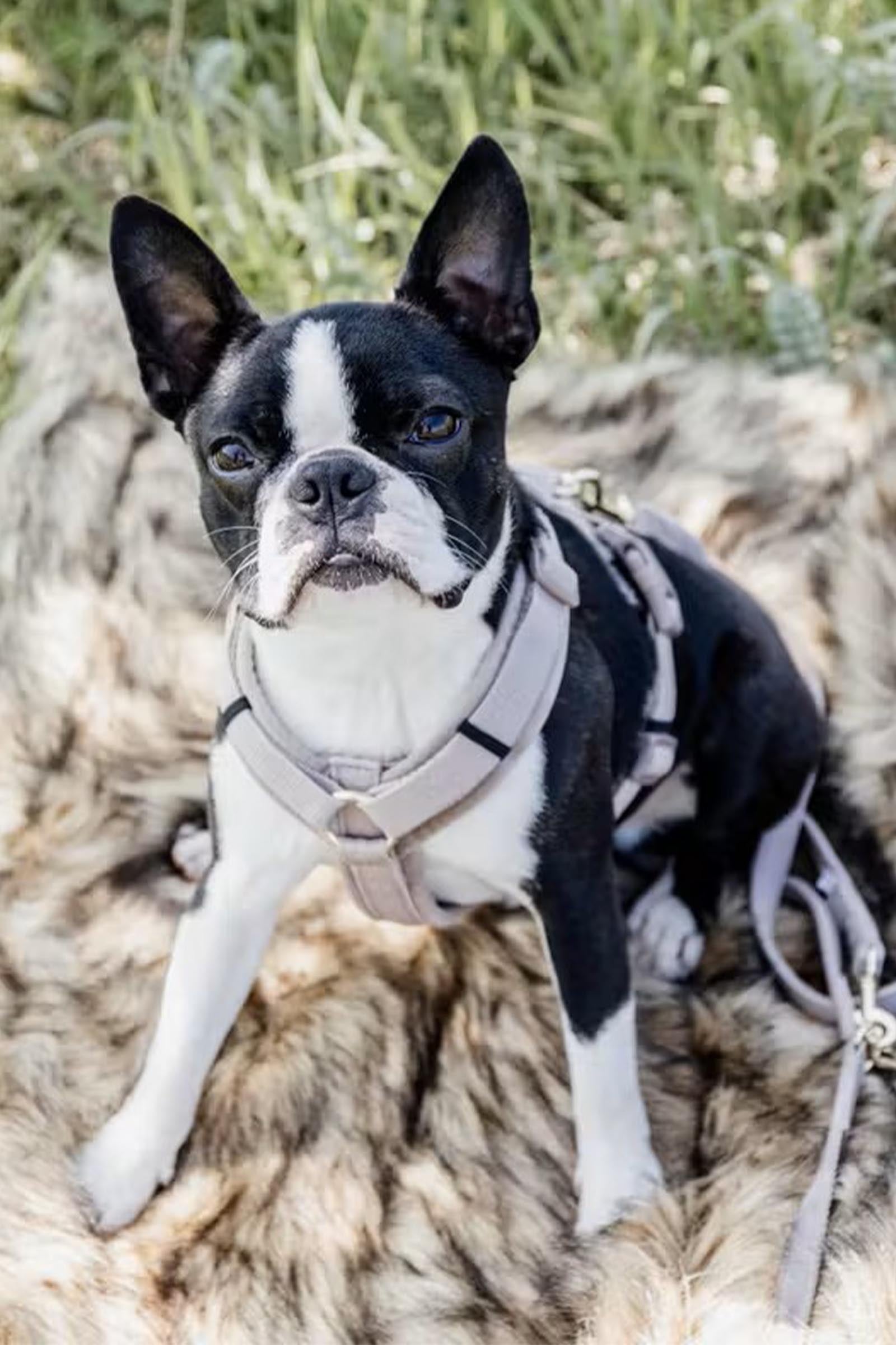 Kentucky Dogwear Active Velvet Dog Harness Dog Accesories