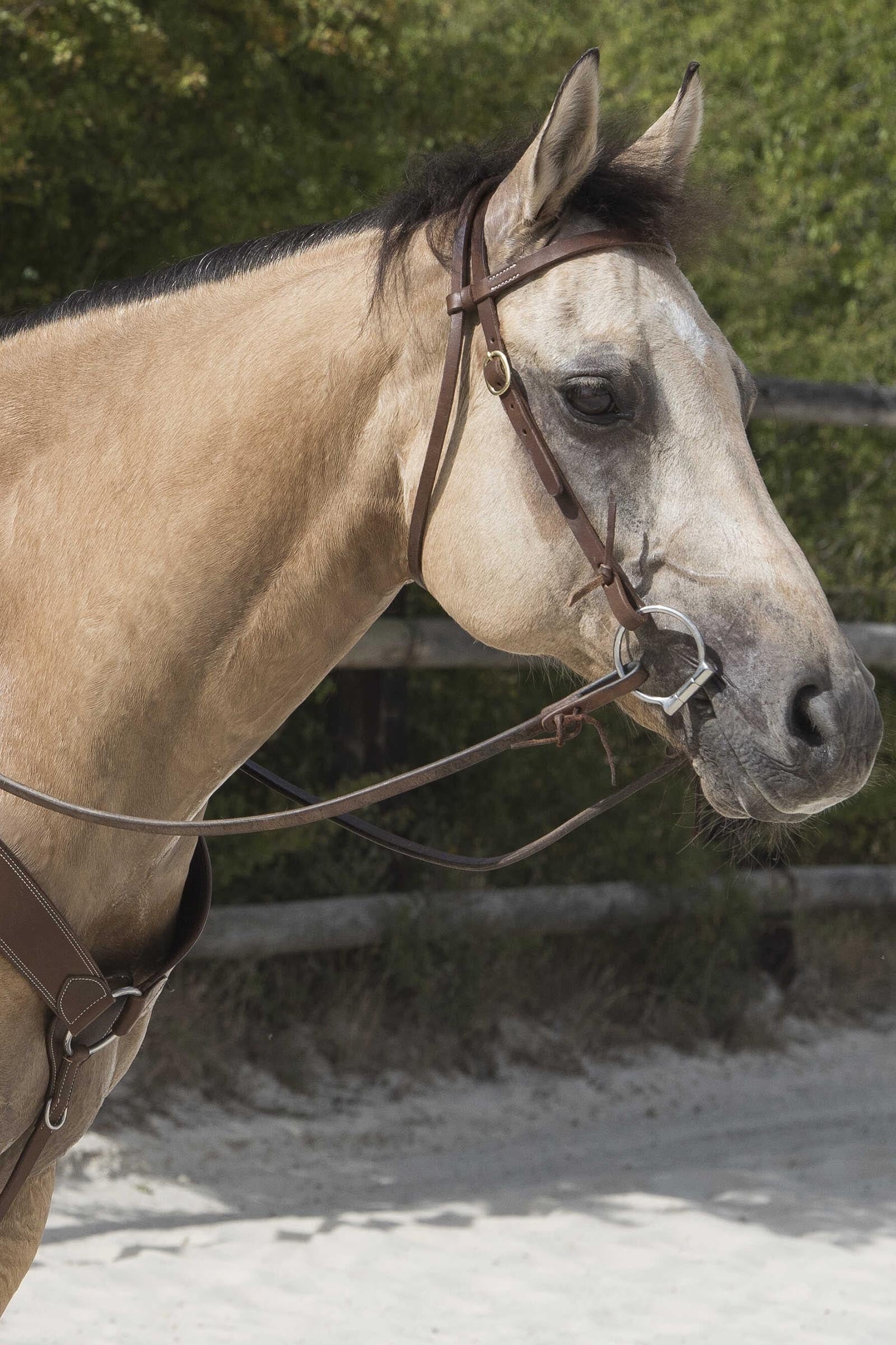 WESTRIDE Colorado Bridle By Franck Perret Bridles & Reins