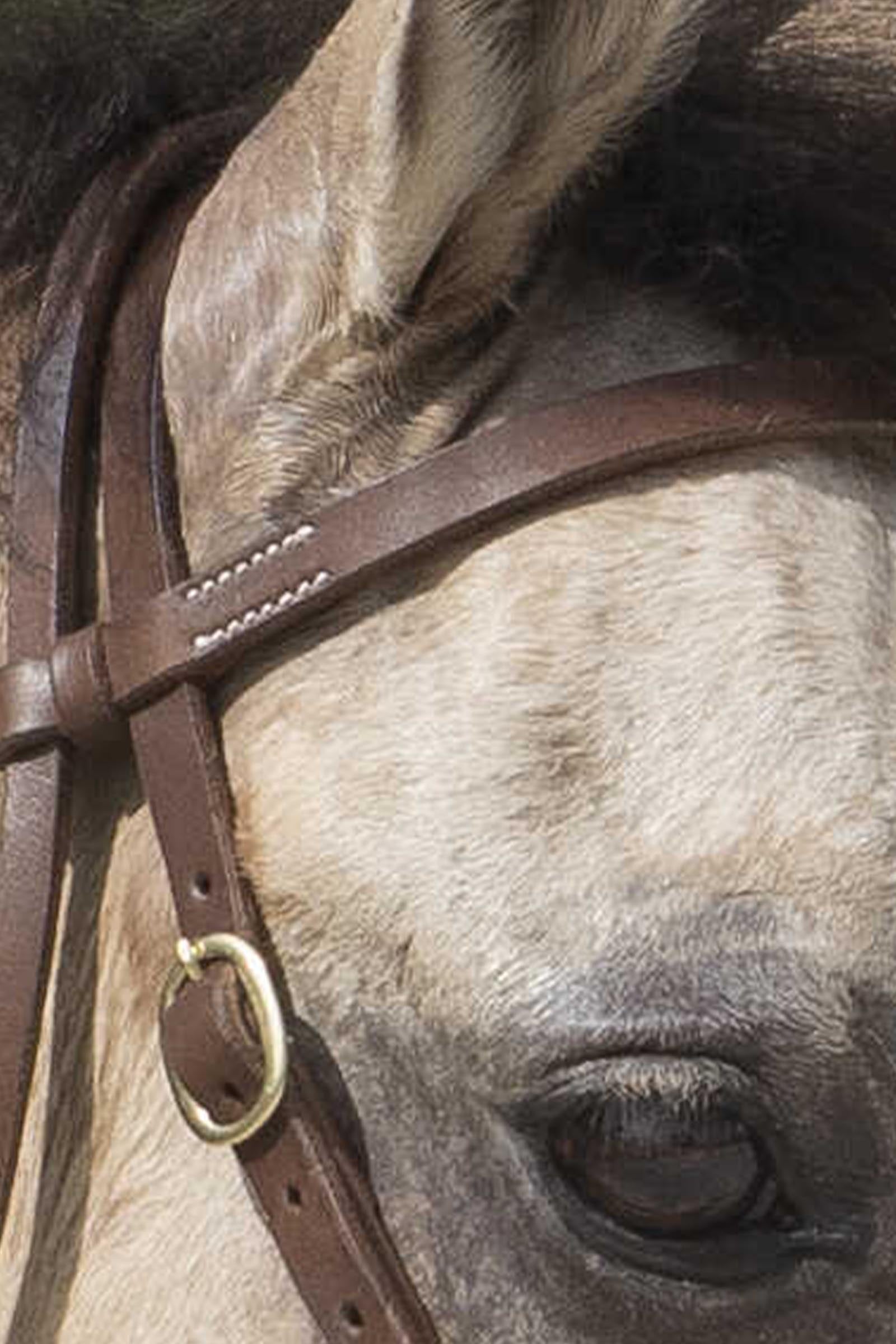WESTRIDE Colorado Bridle By Franck Perret Bridles & Reins