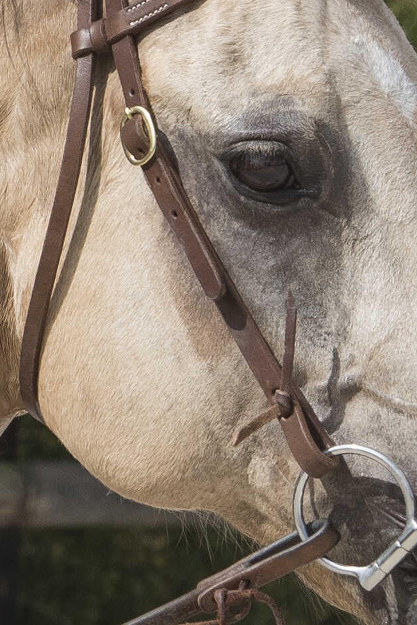 WESTRIDE Colorado Bridle By Franck Perret Bridles & Reins