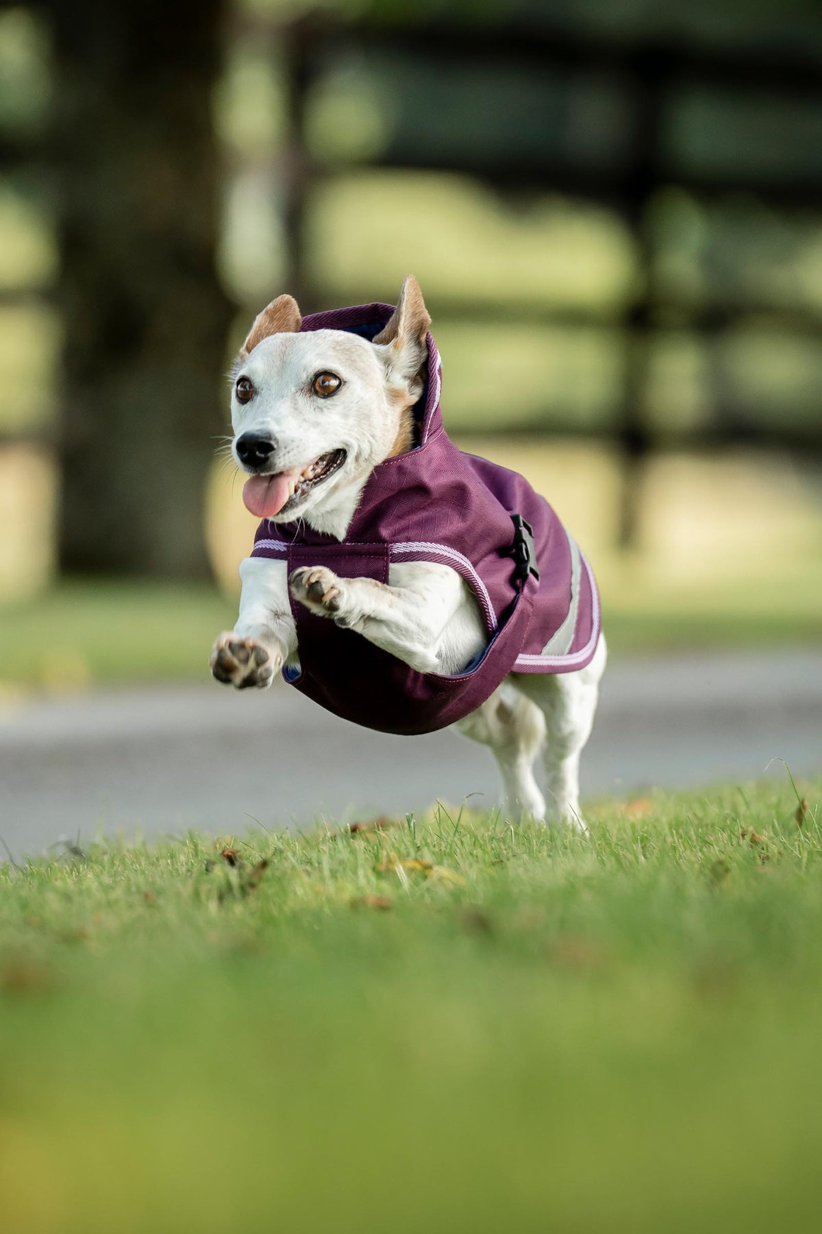 Bucas Freedom Dog Rug, 150g (50-85 cm) Dog Accesories