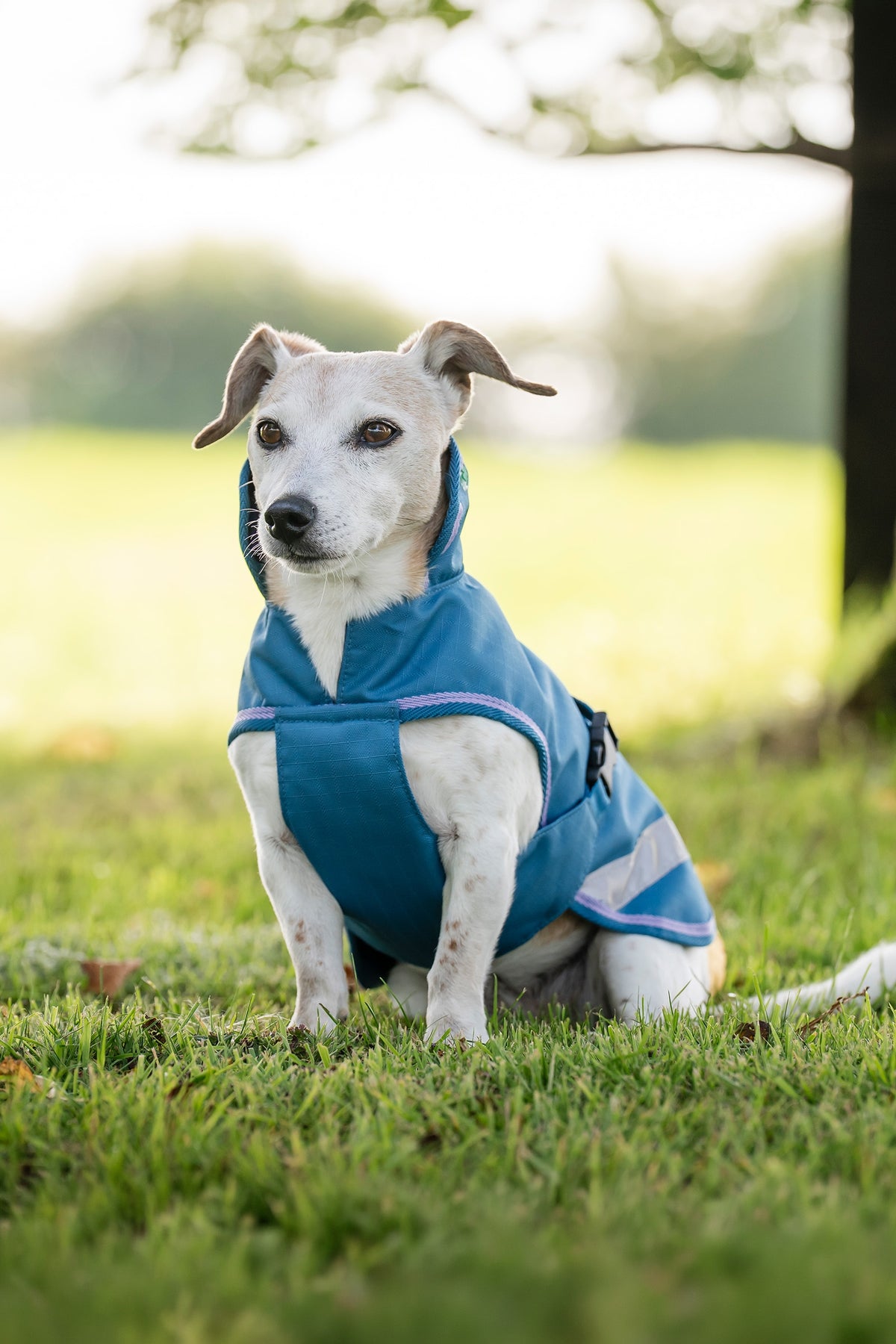 Bucas Freedom Dog Rug, 150g (50-85 cm) Dog Accesories
