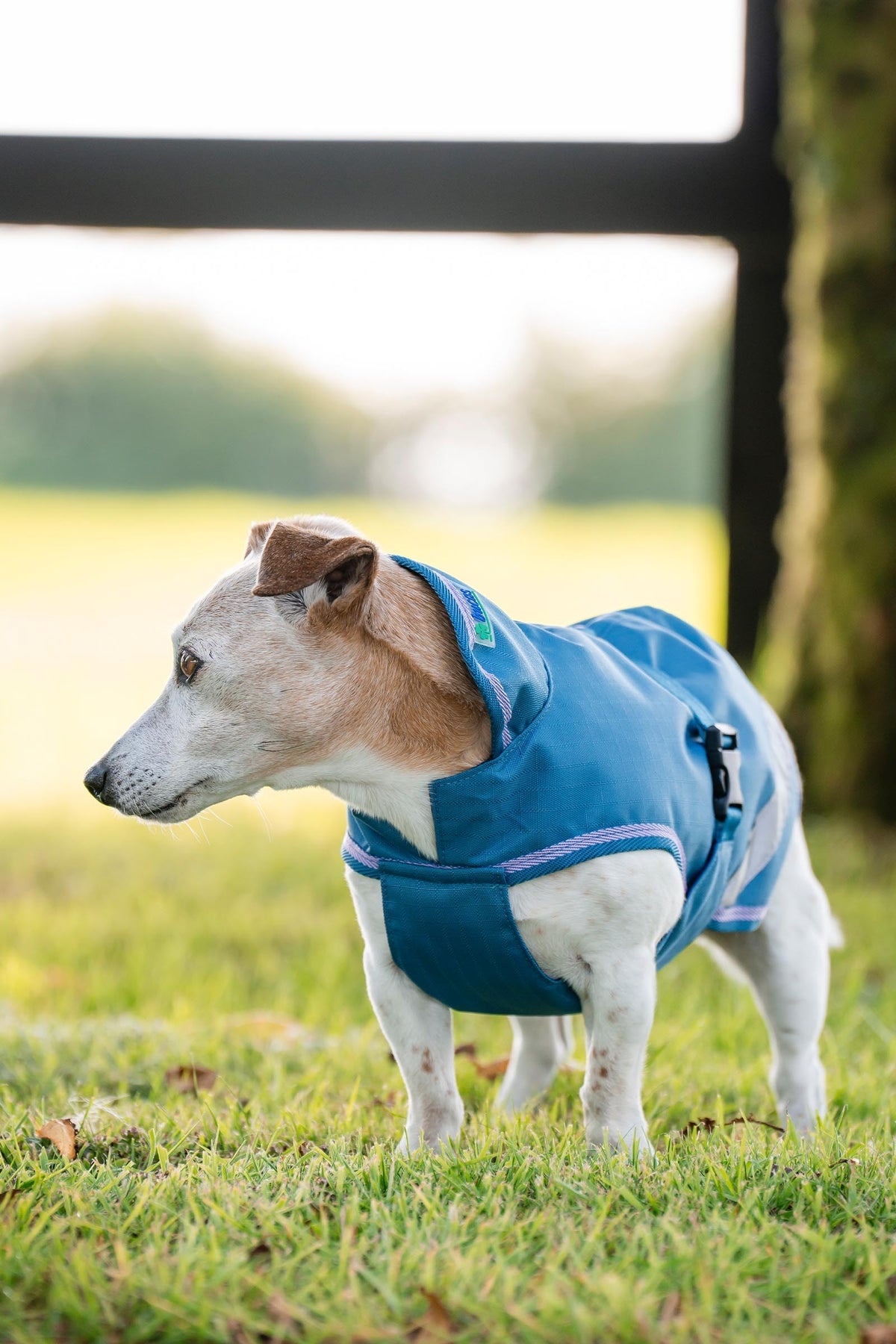 Bucas Freedom Dog Rug, 150g (50-85 cm) Dog Accesories