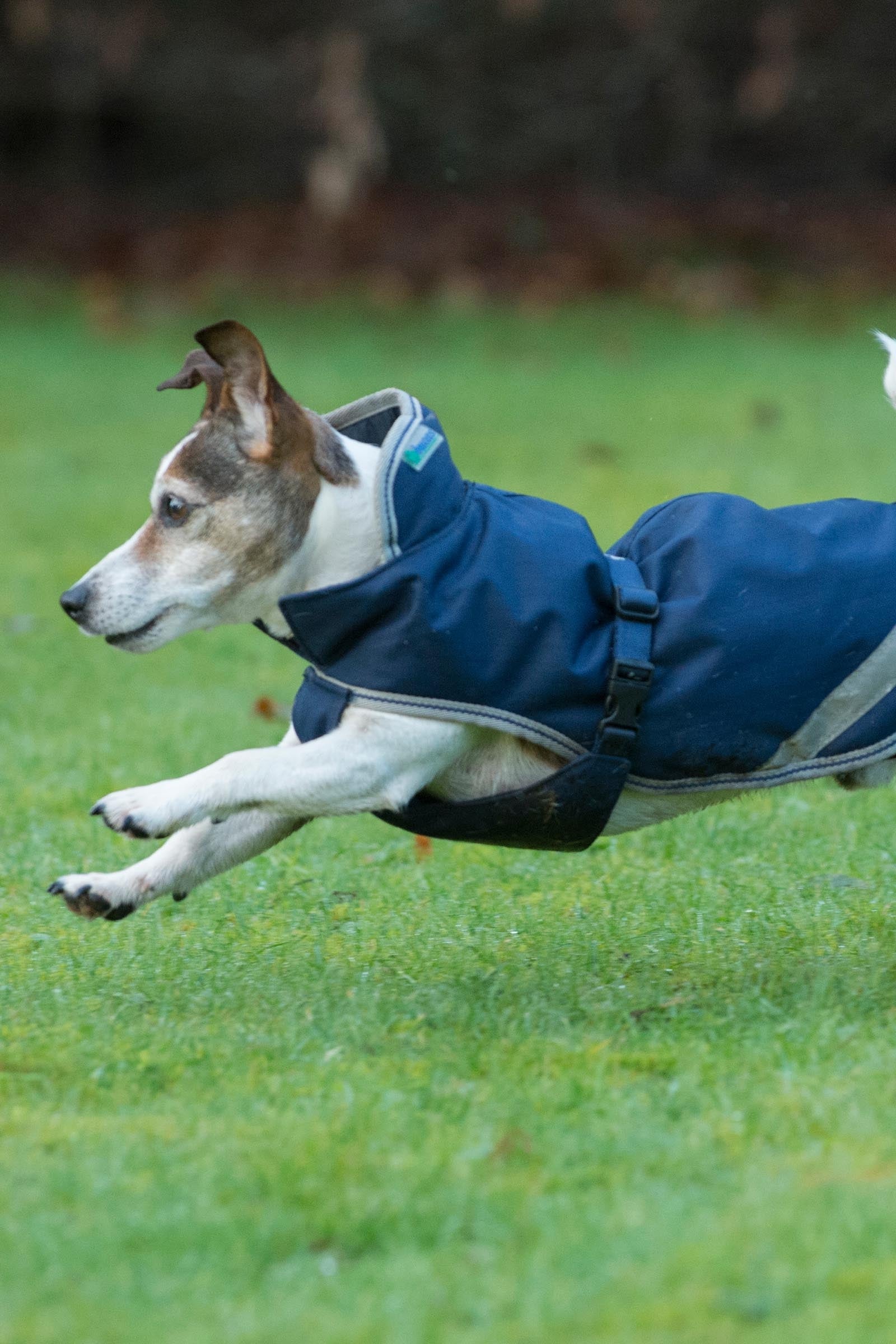 Bucas Freedom Dog Rug, 150g (50-85 cm) Dog Accesories