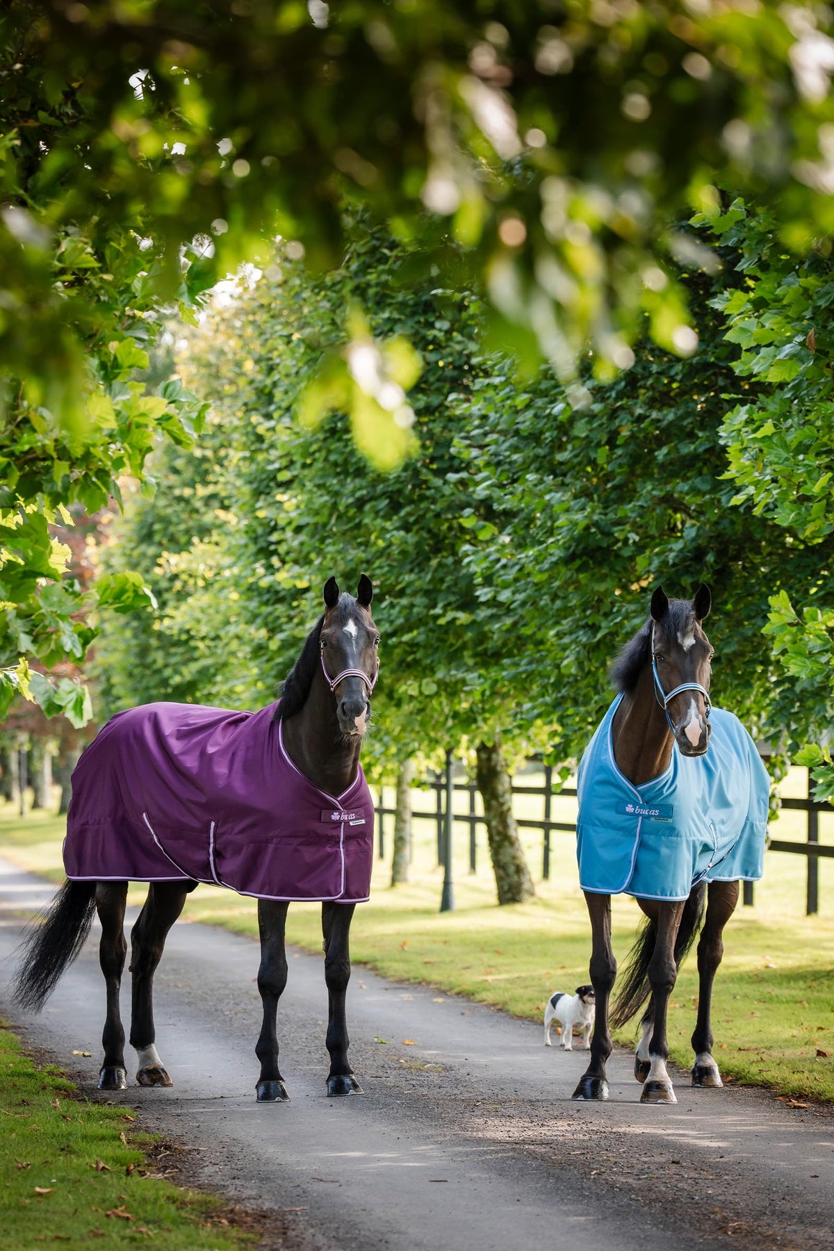 Bucas Freedom Turnout Rug, 300g Horse Rugs