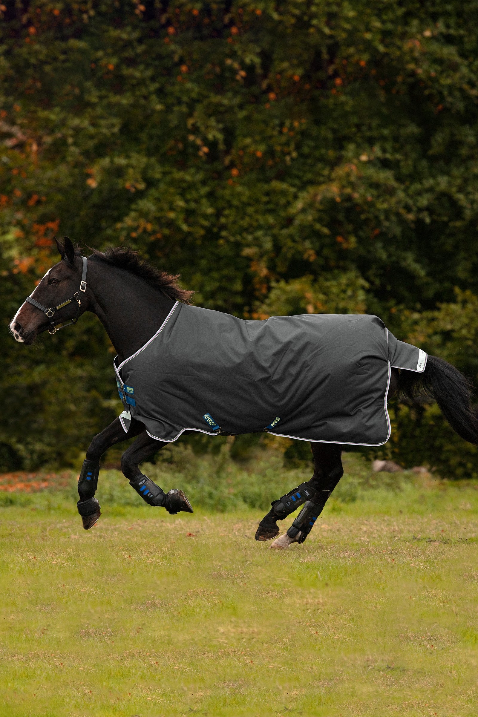 Horseware Amigo Bravo 12 outdoordeken, 100g Paardendekens