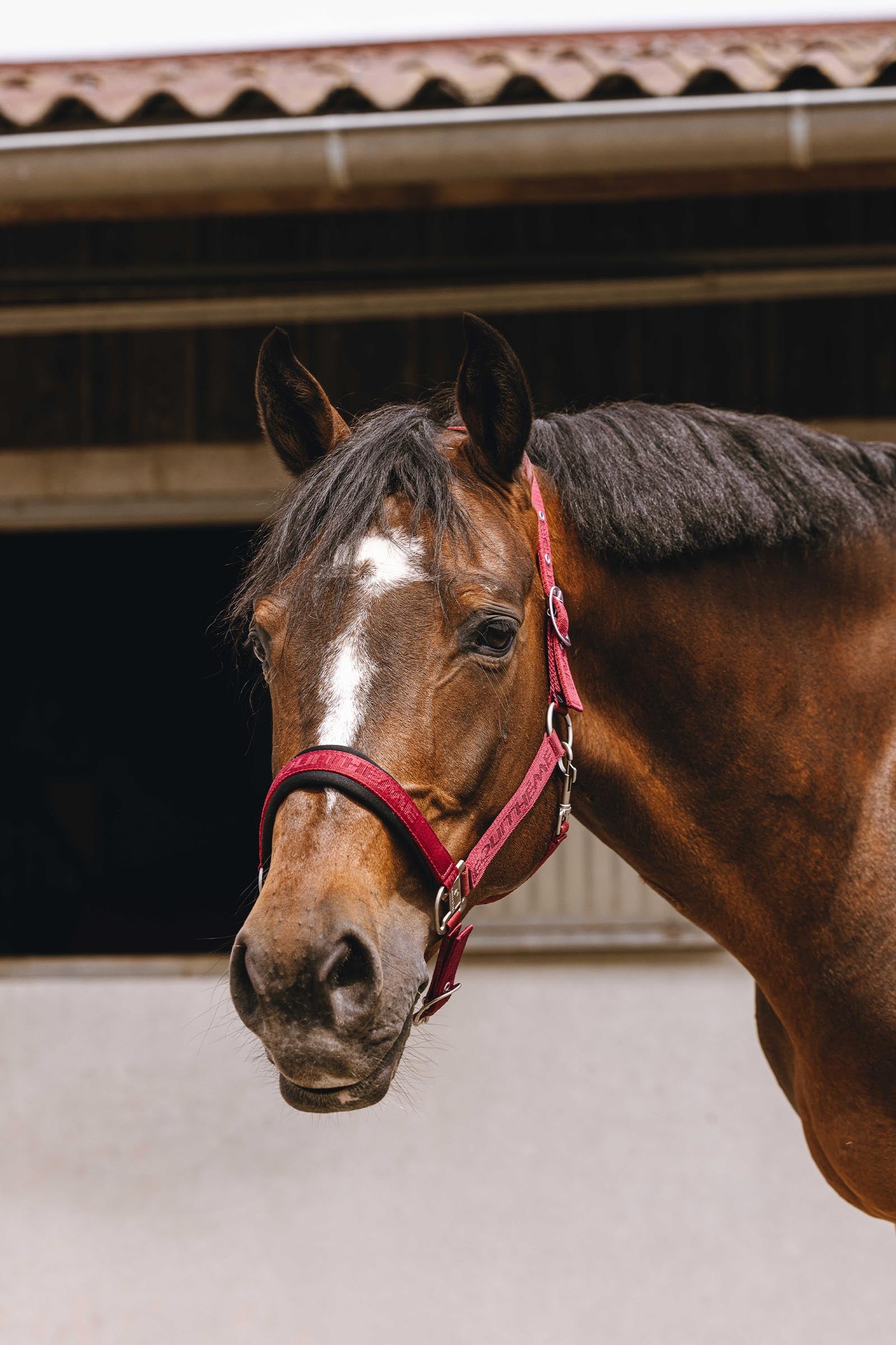 Equi Theme EQUITHÈME Jacquard Nylon Halter Halters & Leads