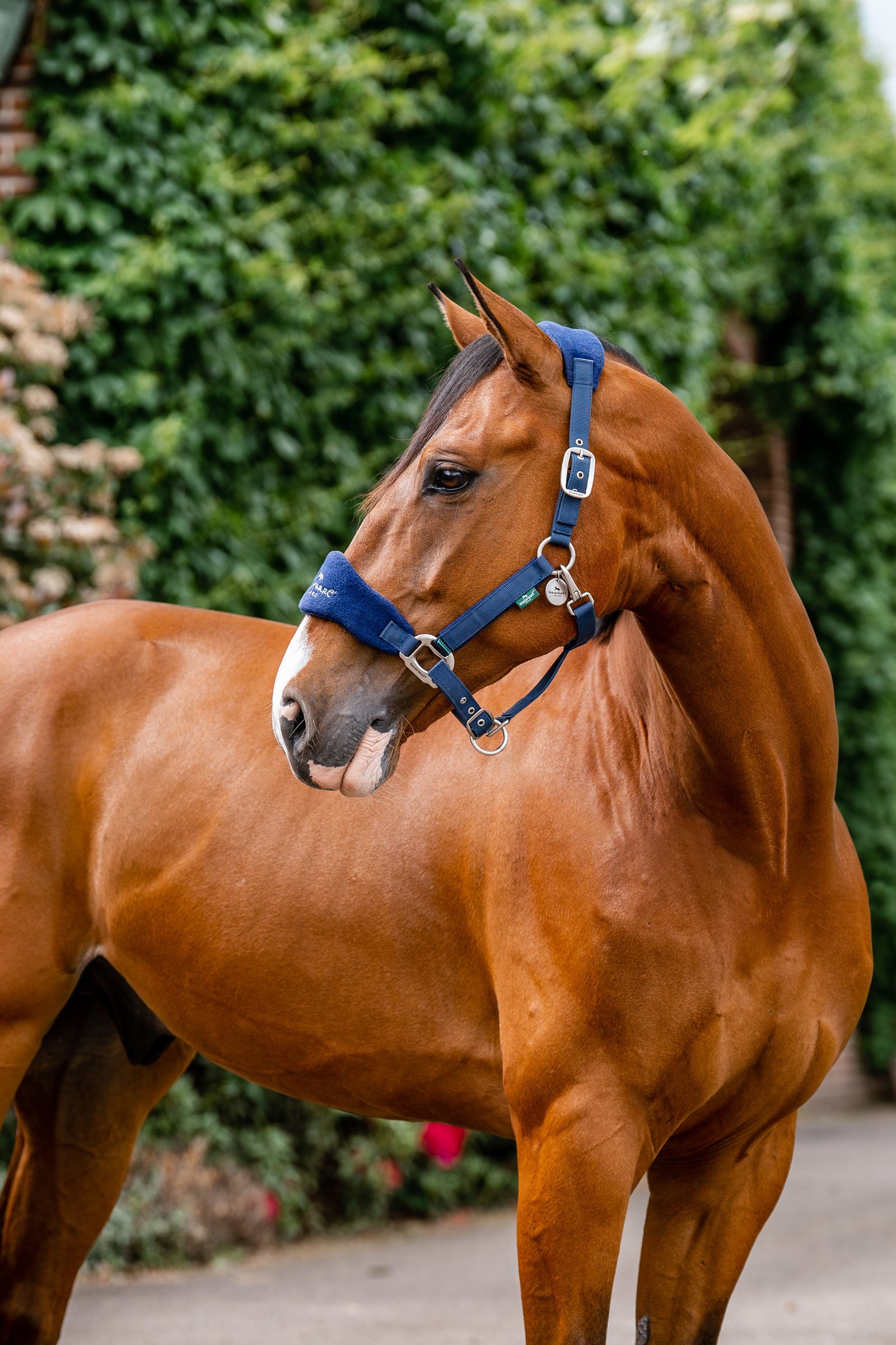 Horseware Signature Verzorgingshalster Halsters & Halstertouwen