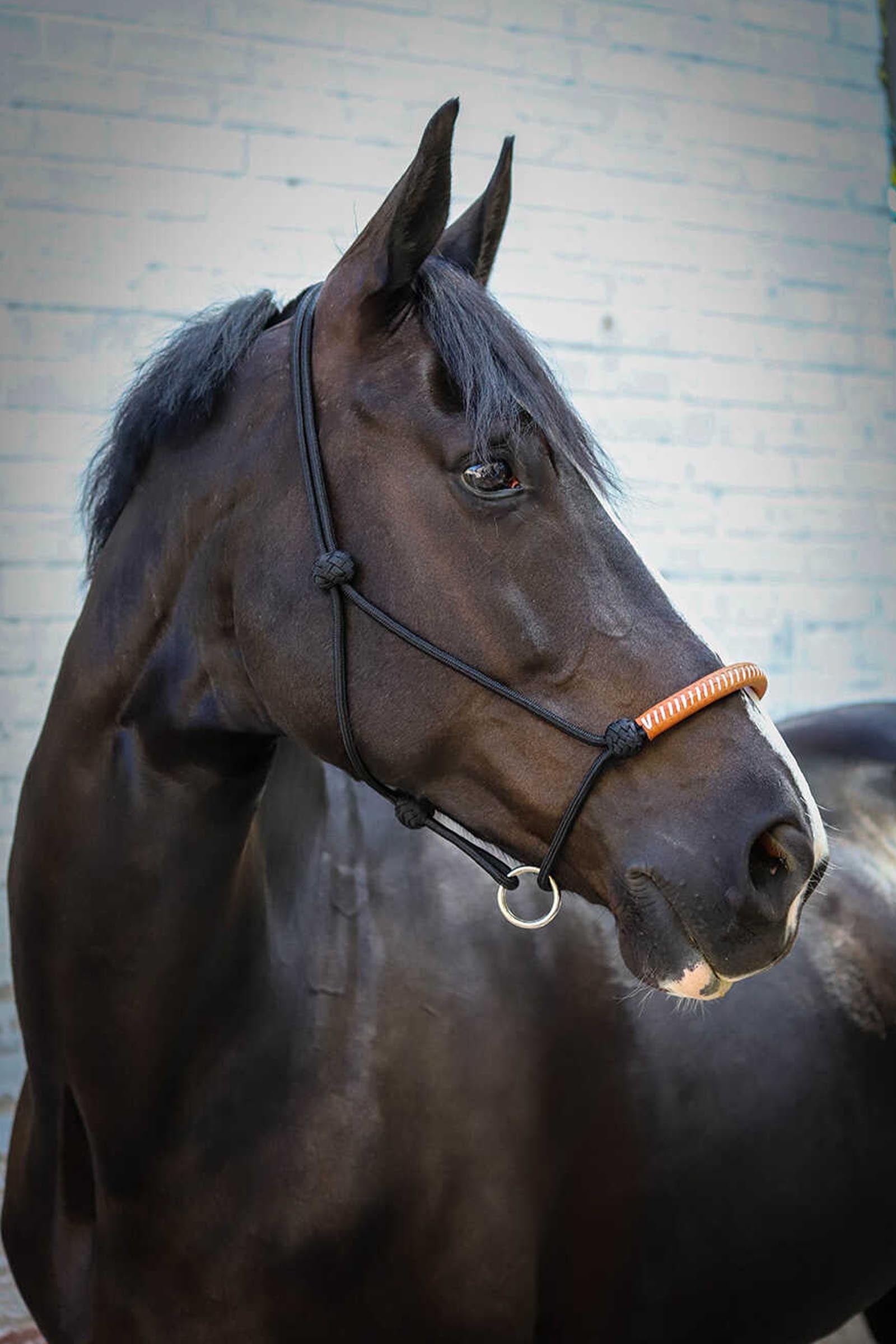 PENELOPE American Rope Halter Halters & Leads