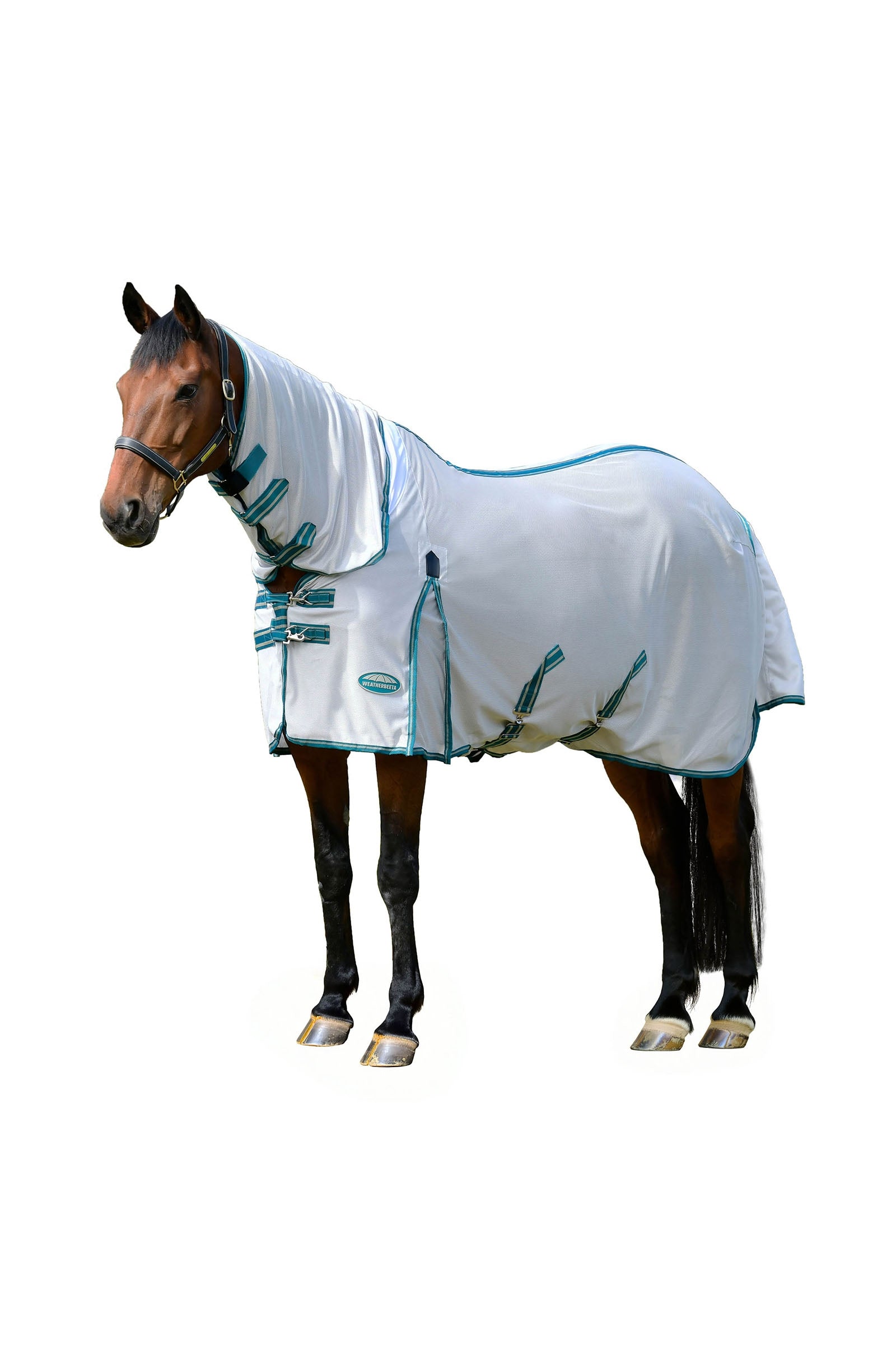 Alt Tag fallback text for IMAGE