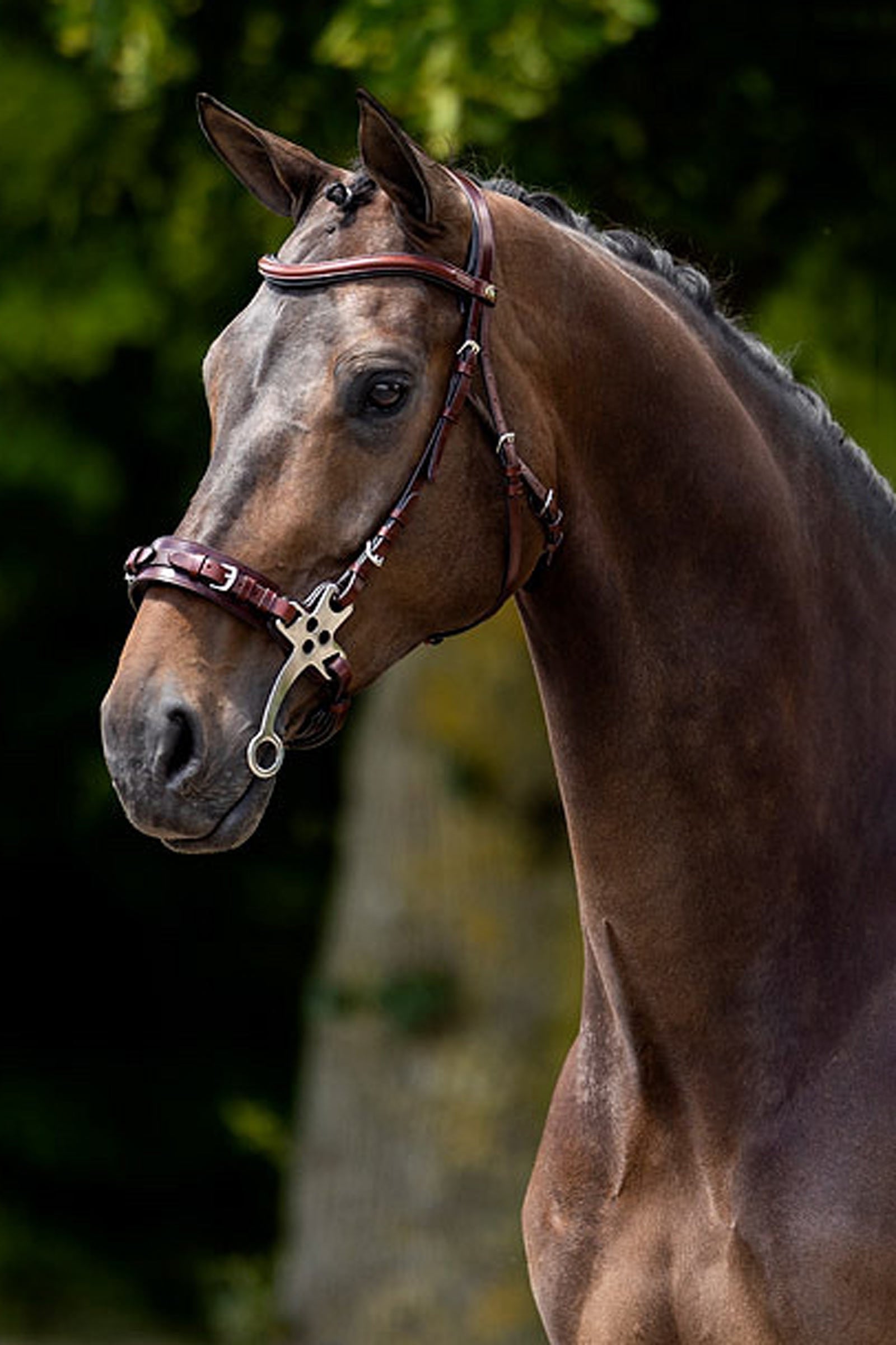 BR Lydney Anatomical Hackamore Horse Bits