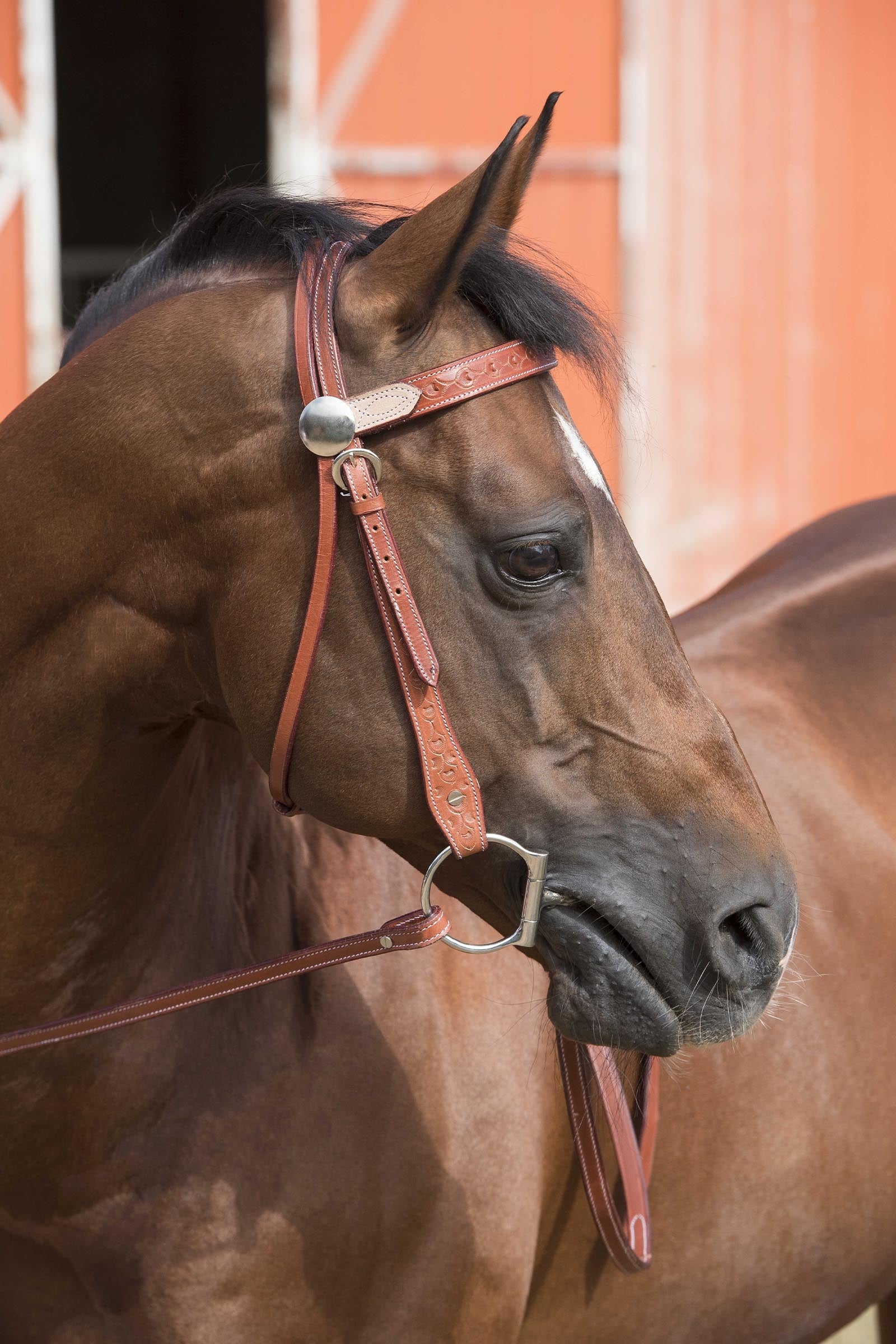 WESTRIDE Bridle Two-Tone Bridles & Reins
