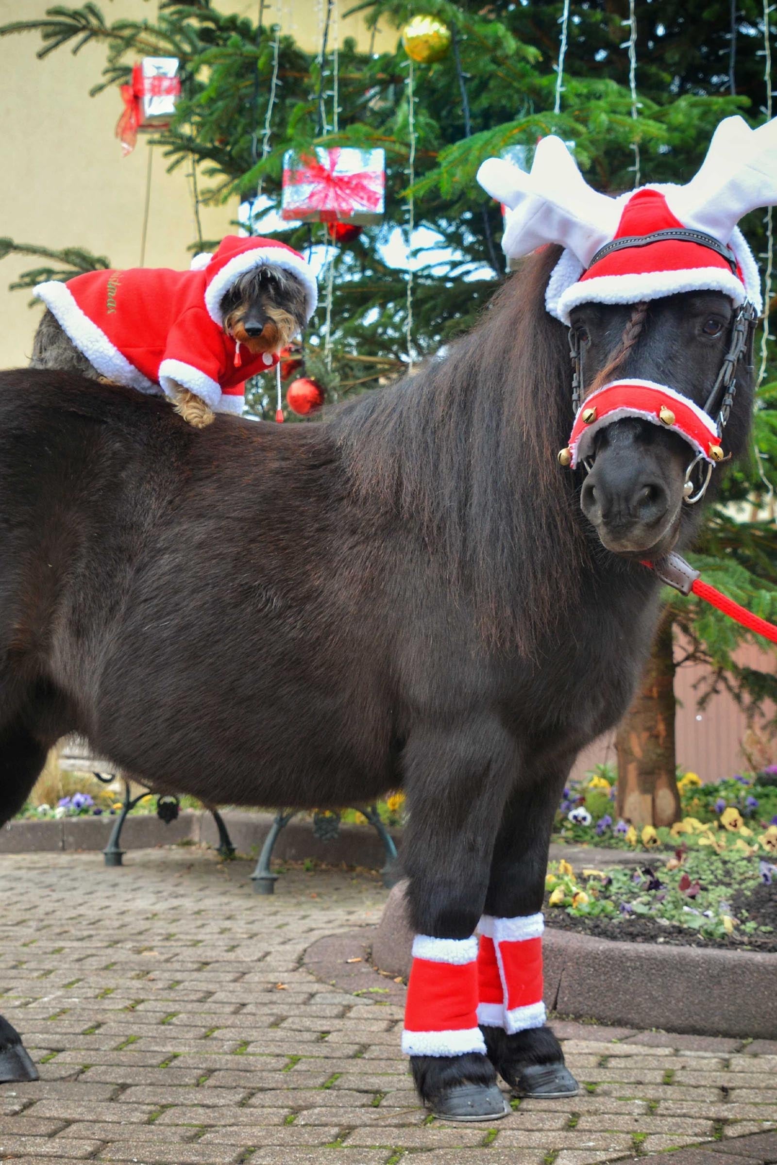 Equi Theme EQUITHÈME Reindeer Christmas Fly Mask Saddle Pads