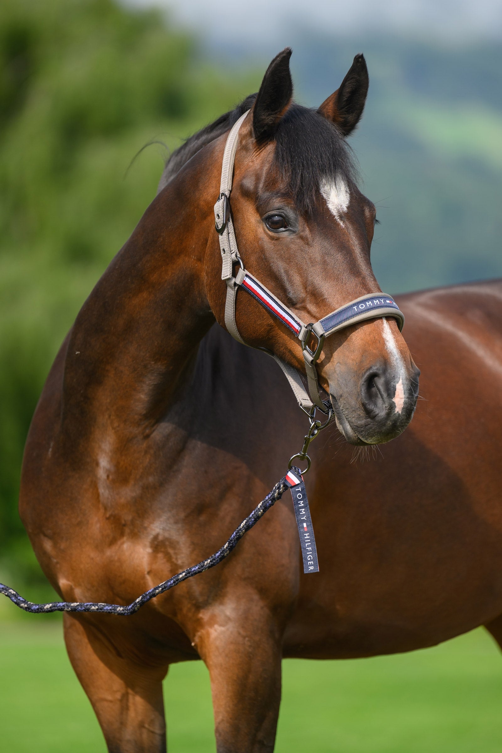 Tommy Hilfiger Equestrian Yale halster- en halstertouwset Halsters & Halstertouwen