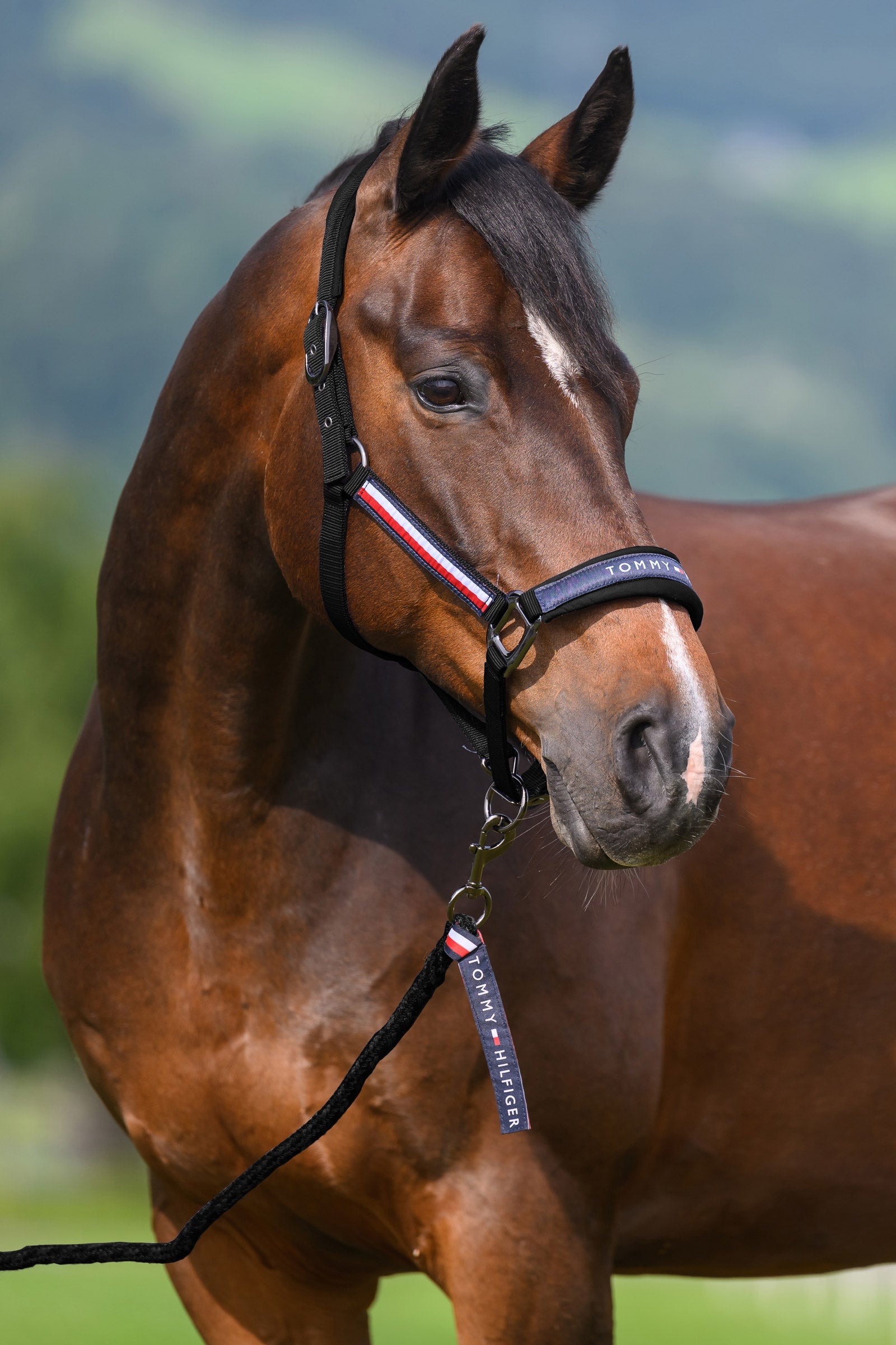 Tommy Hilfiger Equestrian Yale halster- en halstertouwset Halsters & Halstertouwen