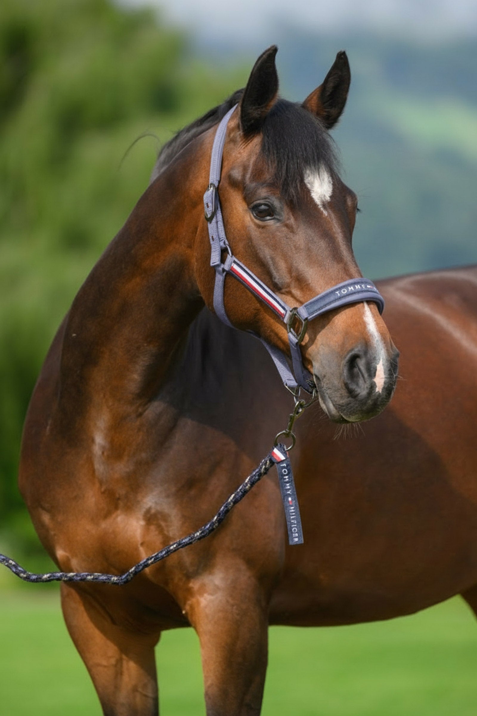 Tommy Hilfiger Equestrian Yale halster- en halstertouwset Halsters & Halstertouwen